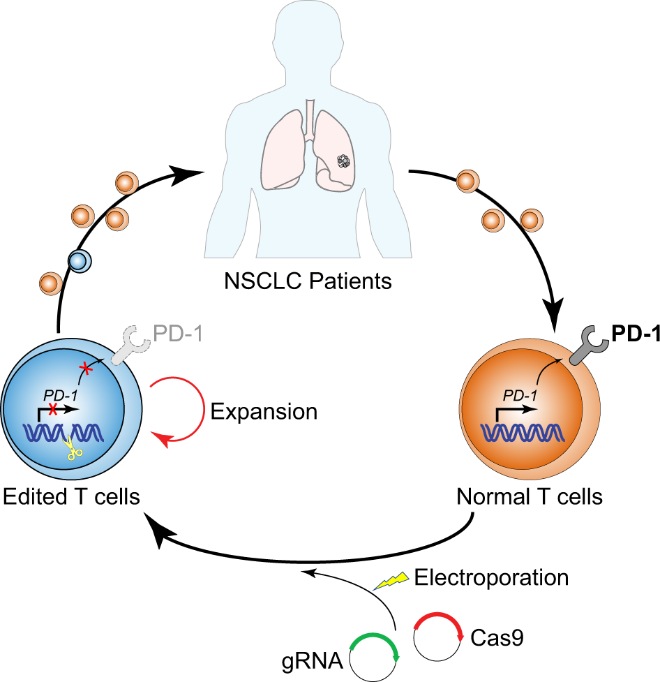 Highly efficient PD-1-targeted CRISPR-Cas9 for tumor-infiltrating  lymphocyte-based adoptive T cell therapy: Molecular Therapy - Oncolytics