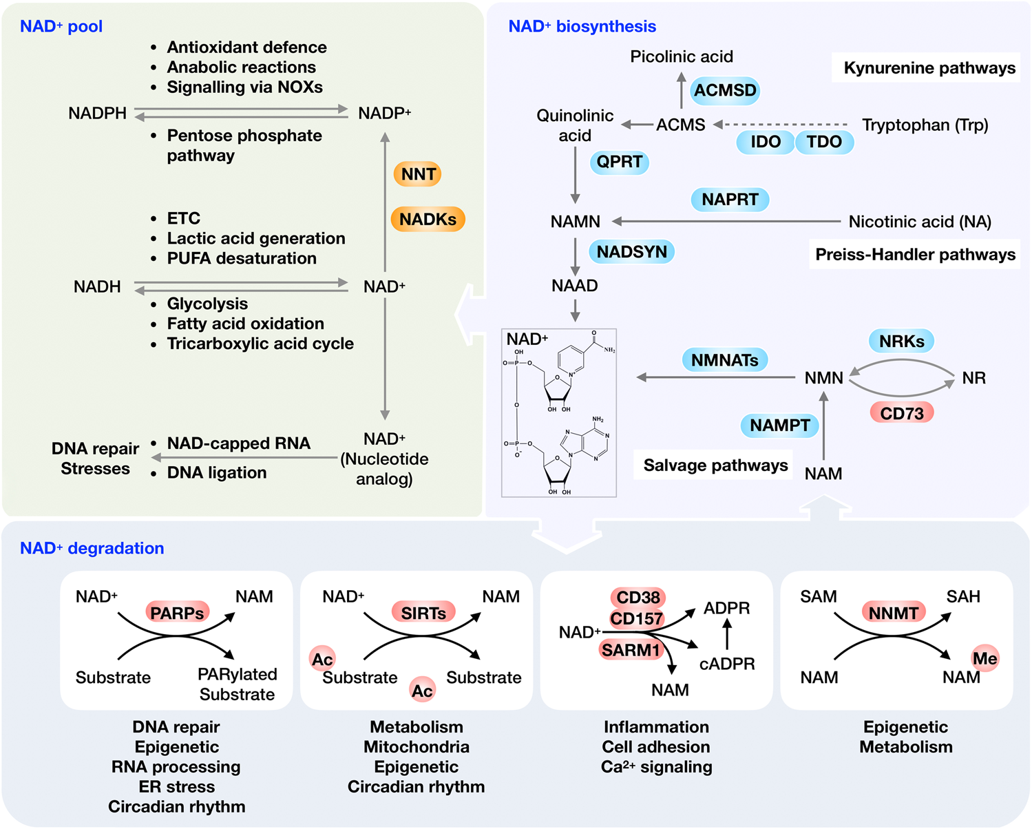 Nad Metabolism Pathophysiologic Mechanisms And Therapeutic Potential Signal Transduction And Targeted Therapy