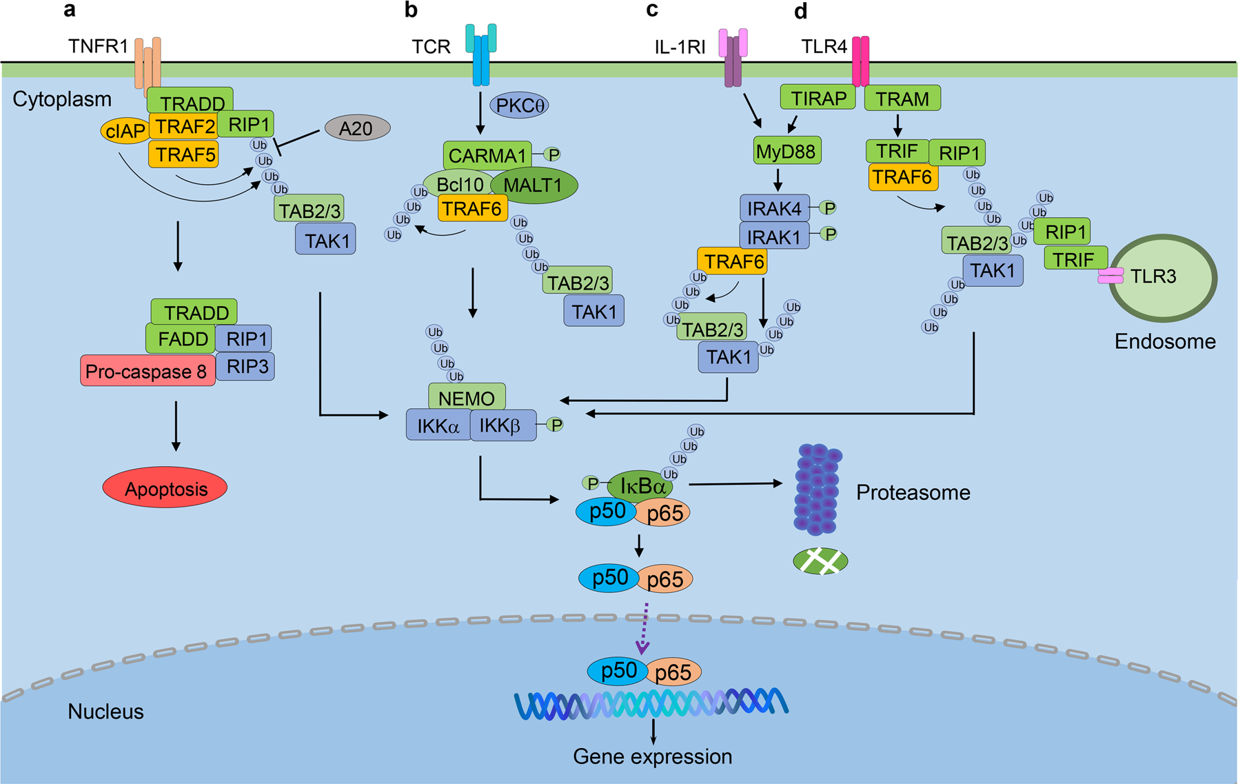Targeting NF-κB pathway for the therapy of diseases: mechanism and clinical  study | Signal Transduction and Targeted Therapy