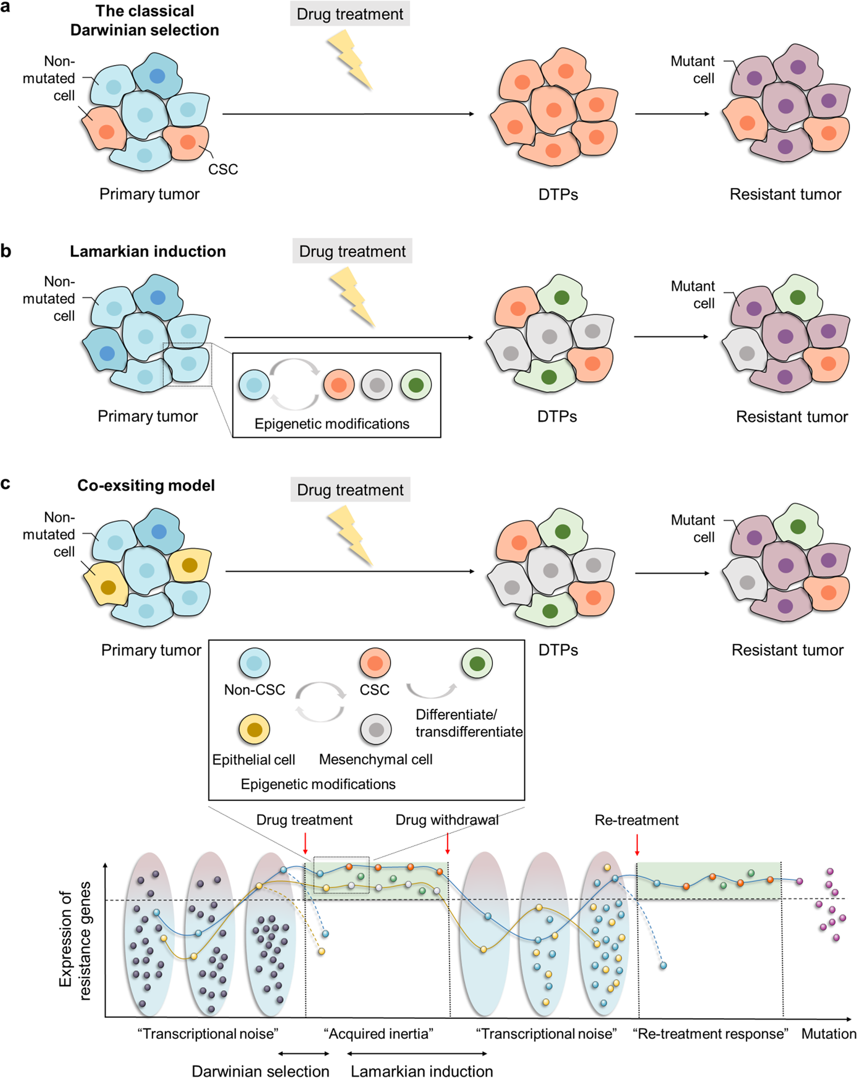 Emerging Role Of Tumor Cell Plasticity In Modifying Therapeutic Response Signal Transduction And Targeted Therapy