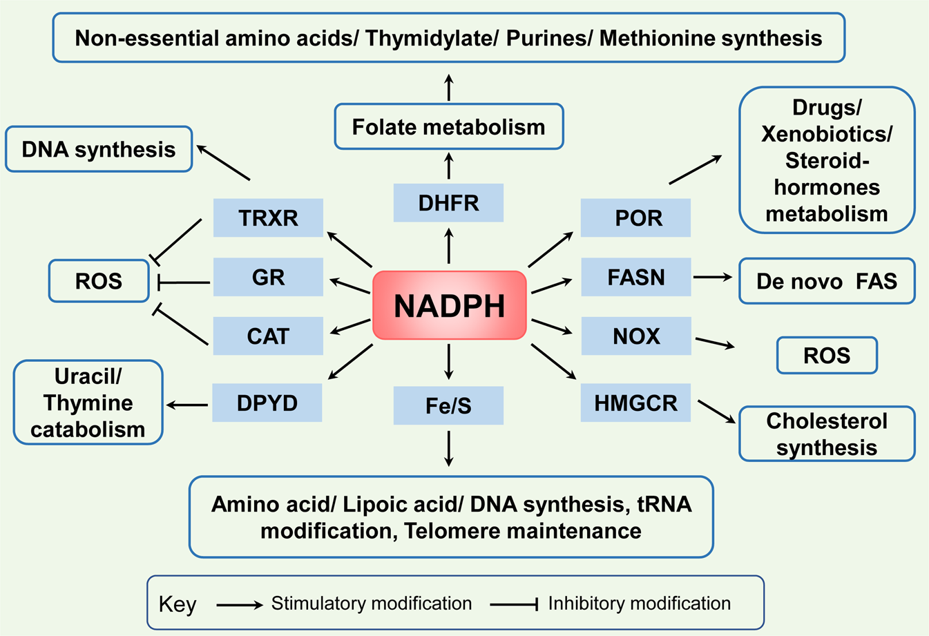 NADPH homeostasis in cancer: functions, mechanisms and therapeutic  implications | Signal Transduction and Targeted Therapy