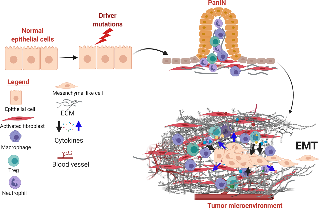 Beyond just a tight fortress: contribution of stroma to  epithelial-mesenchymal transition in pancreatic cancer | Signal  Transduction and Targeted Therapy