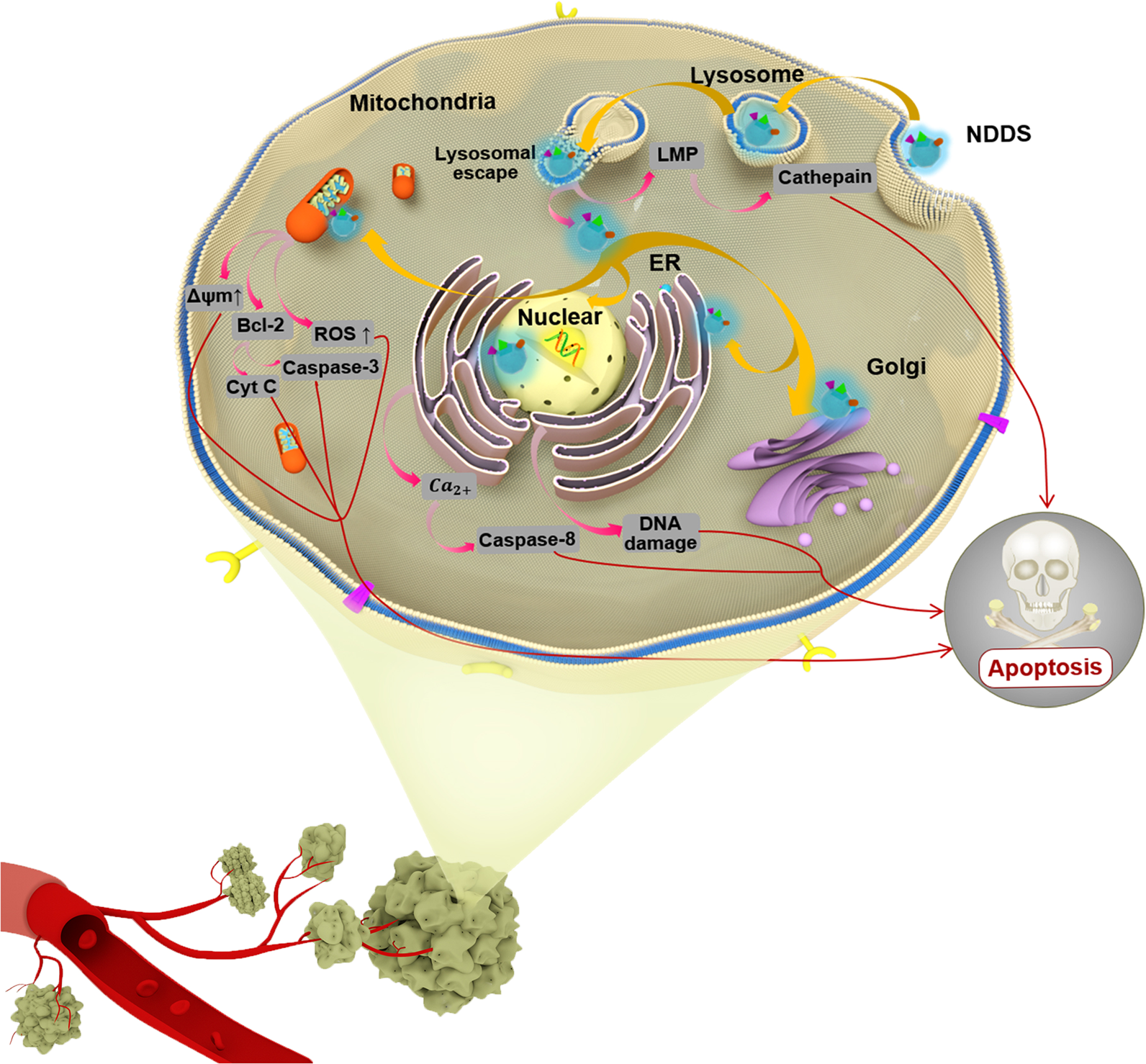 A Folate Receptor-Targeting Nanoparticle Minimizes Drug Resistance