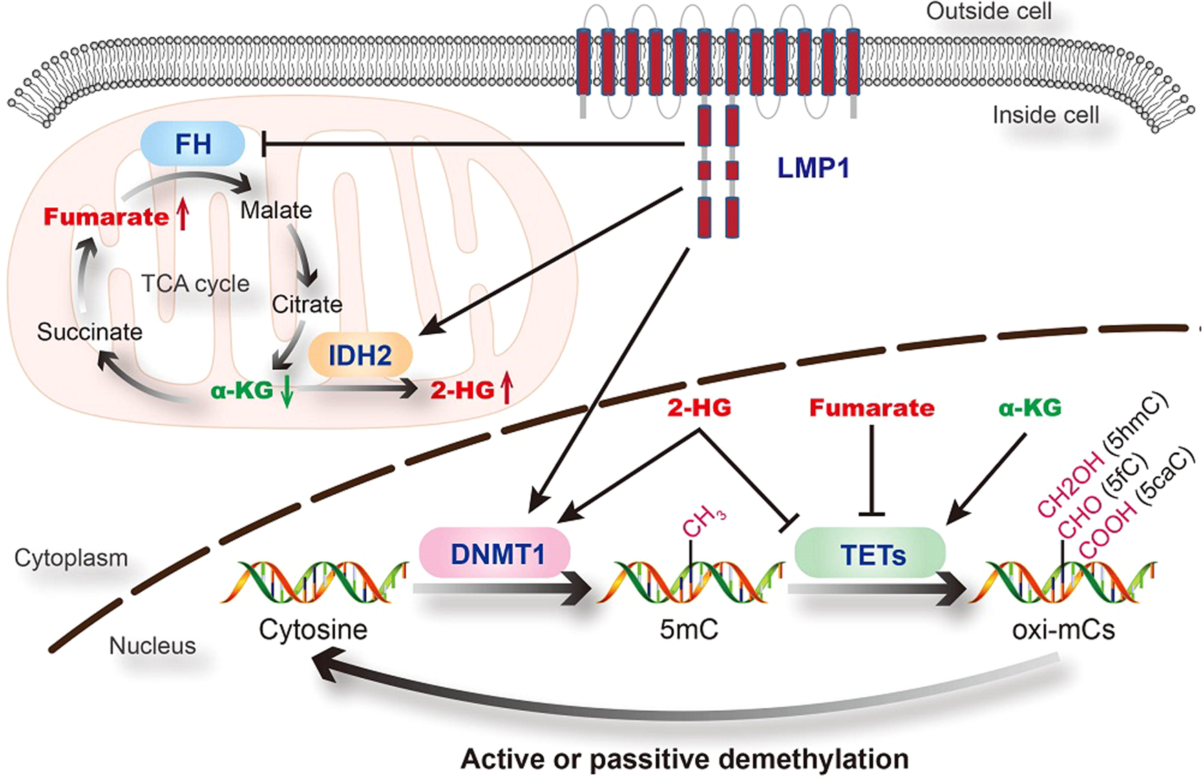 Frontiers  EBV Exploits RNA m6A Modification to Promote Cell Survival and  Progeny Virus Production During Lytic Cycle