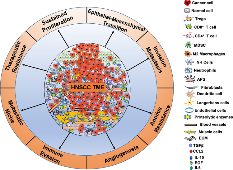 Tumor microenvironment: an evil nexus promoting aggressive head and neck  squamous cell carcinoma and avenue for targeted therapy | Signal  Transduction and Targeted Therapy