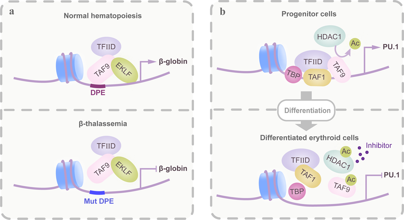 Interplay between cofactors and transcription factors in hematopoiesis and  hematological malignancies | Signal Transduction and Targeted Therapy