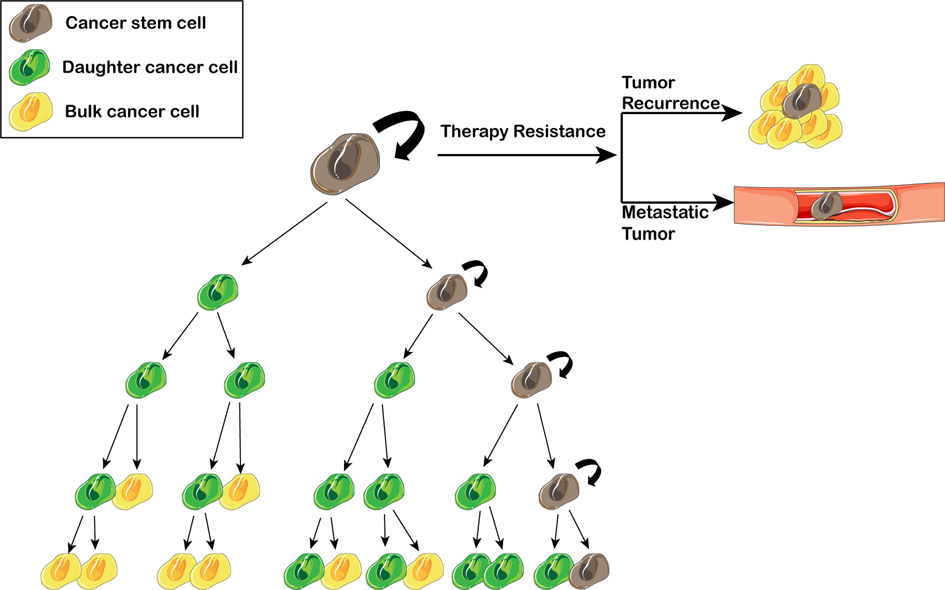 Targeting cancer stem cells for reversing therapy resistance: mechanism,  signaling, and prospective agents | Signal Transduction and Targeted Therapy