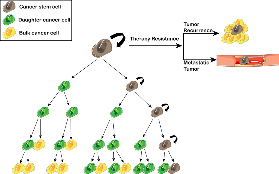 Inhibit or Evade Multidrug Resistance P-Glycoprotein in Cancer Treatment