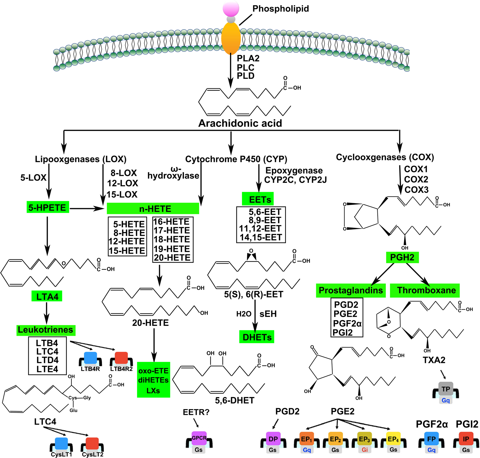 Metabolism pathways of arachidonic acids: mechanisms and potential  therapeutic targets | Signal Transduction and Targeted Therapy