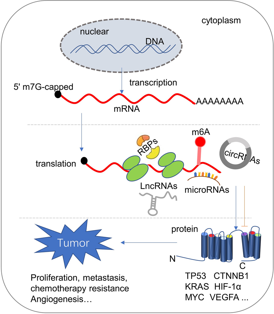 The regulation of protein translation and its implications for cancer |  Signal Transduction and Targeted Therapy