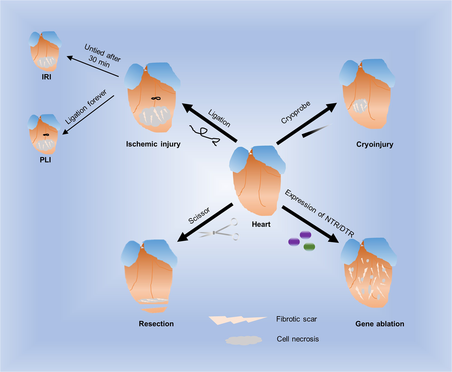 Assessment of endothelial damage and cardiac injury in a mouse