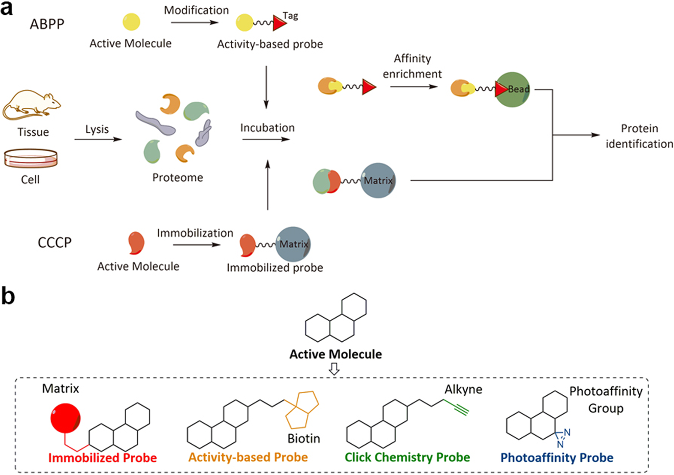 Target identification of natural medicine with chemical proteomics  approach: probe synthesis, target fishing and protein identification |  Signal Transduction and Targeted Therapy