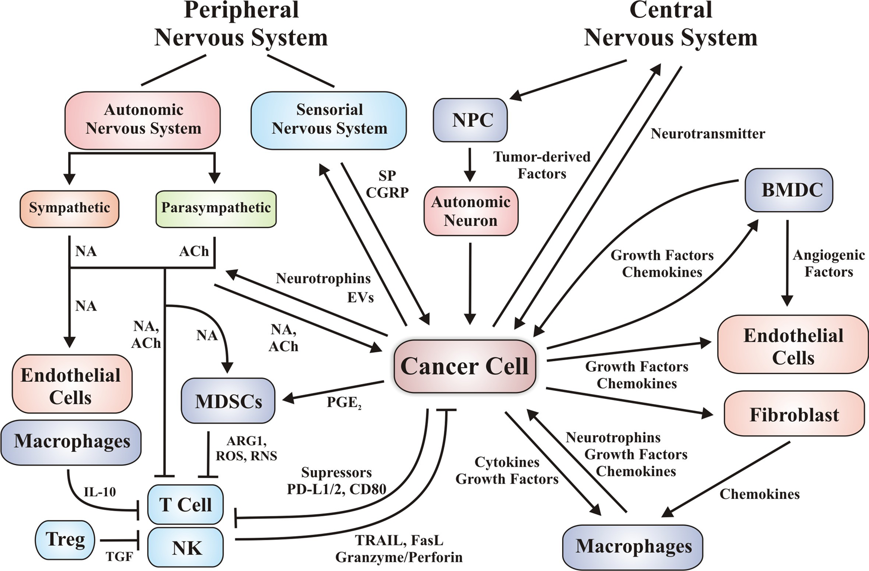 Tumor-induced neurogenesis and immune evasion as targets of innovative  anti-cancer therapies | Signal Transduction and Targeted Therapy