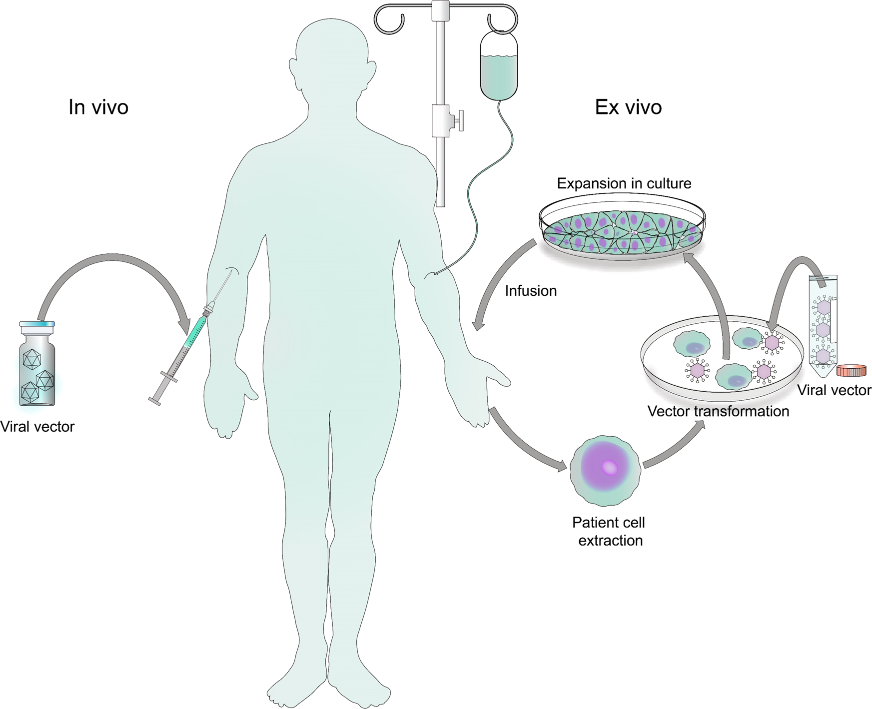 Viral vector platforms within the gene therapy landscape