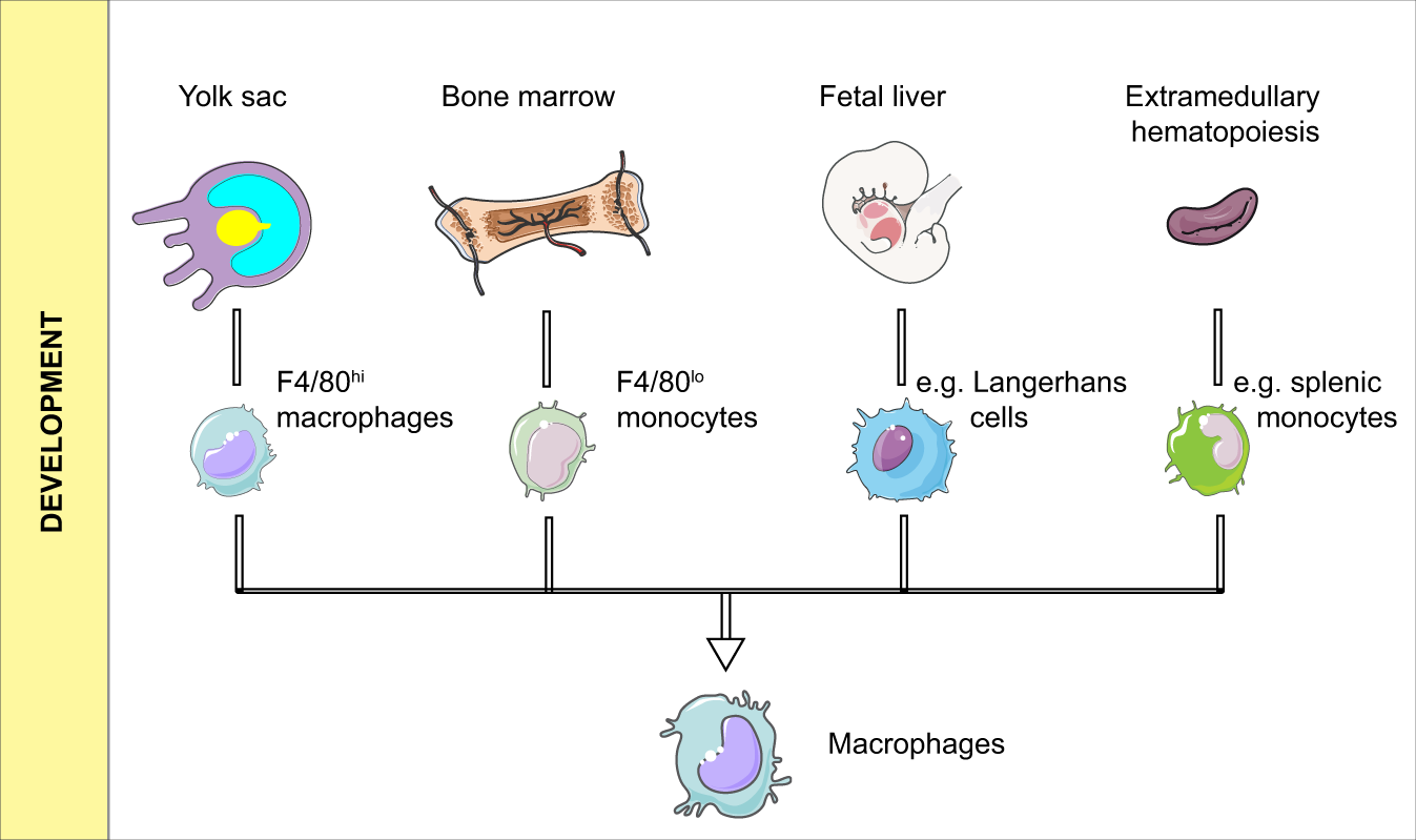 Targeting macrophages in cancer immunotherapy | Signal Transduction and  Targeted Therapy