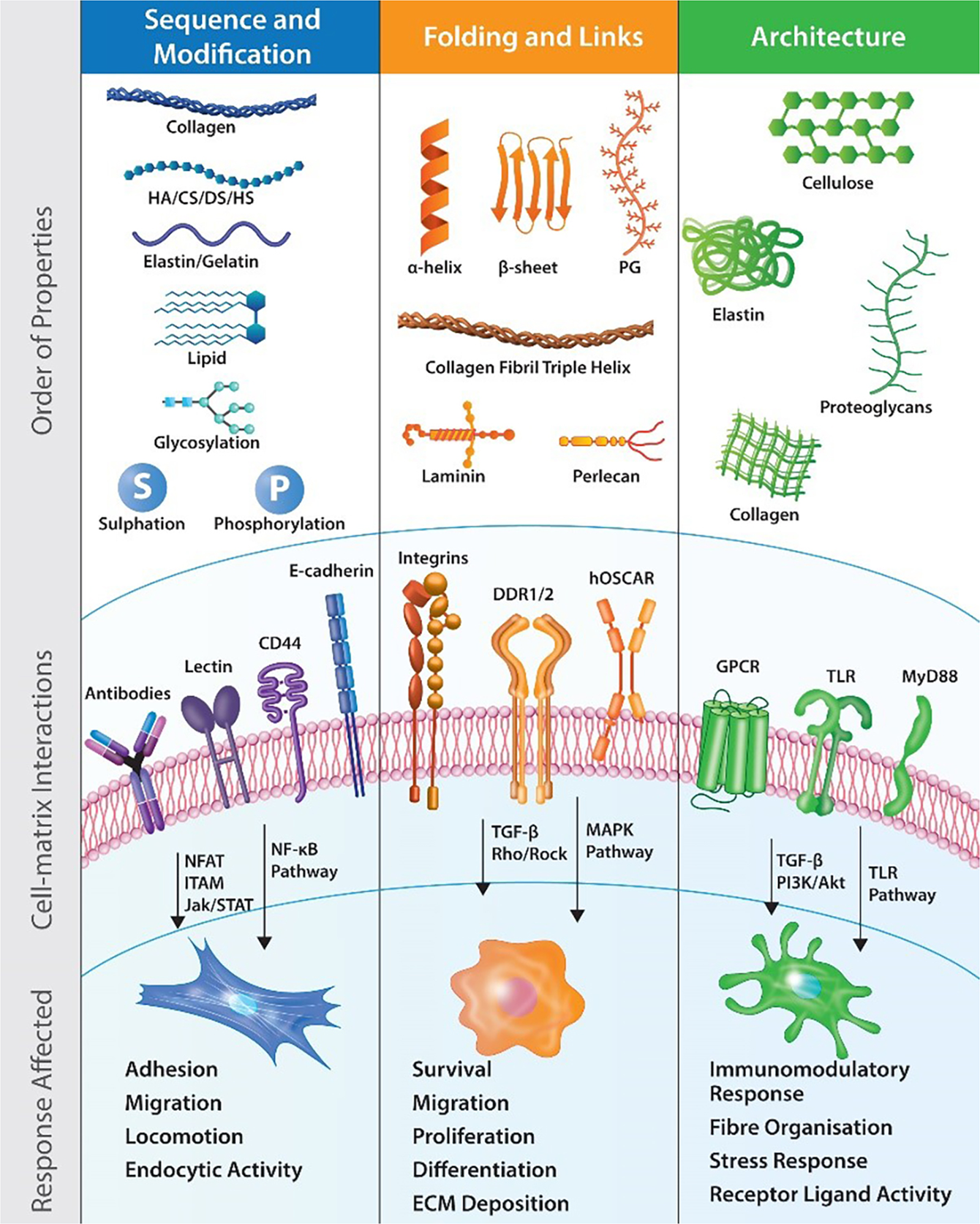 Bioactive potential of natural biomaterials: identification, retention and assessment of biological | Transduction and Targeted Therapy