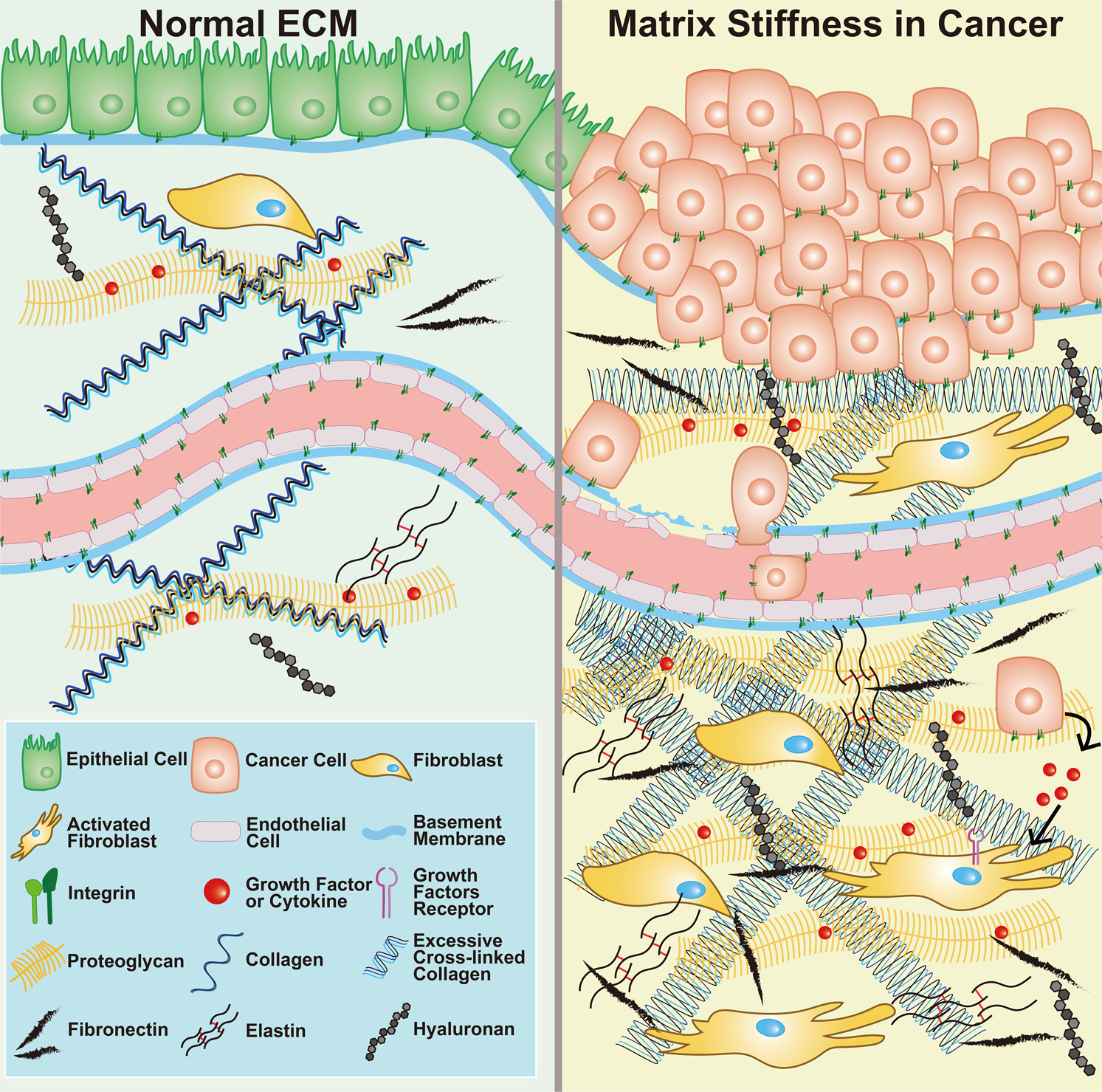 Extracellular matrix and its therapeutic potential for cancer treatment |  Signal Transduction and Targeted Therapy