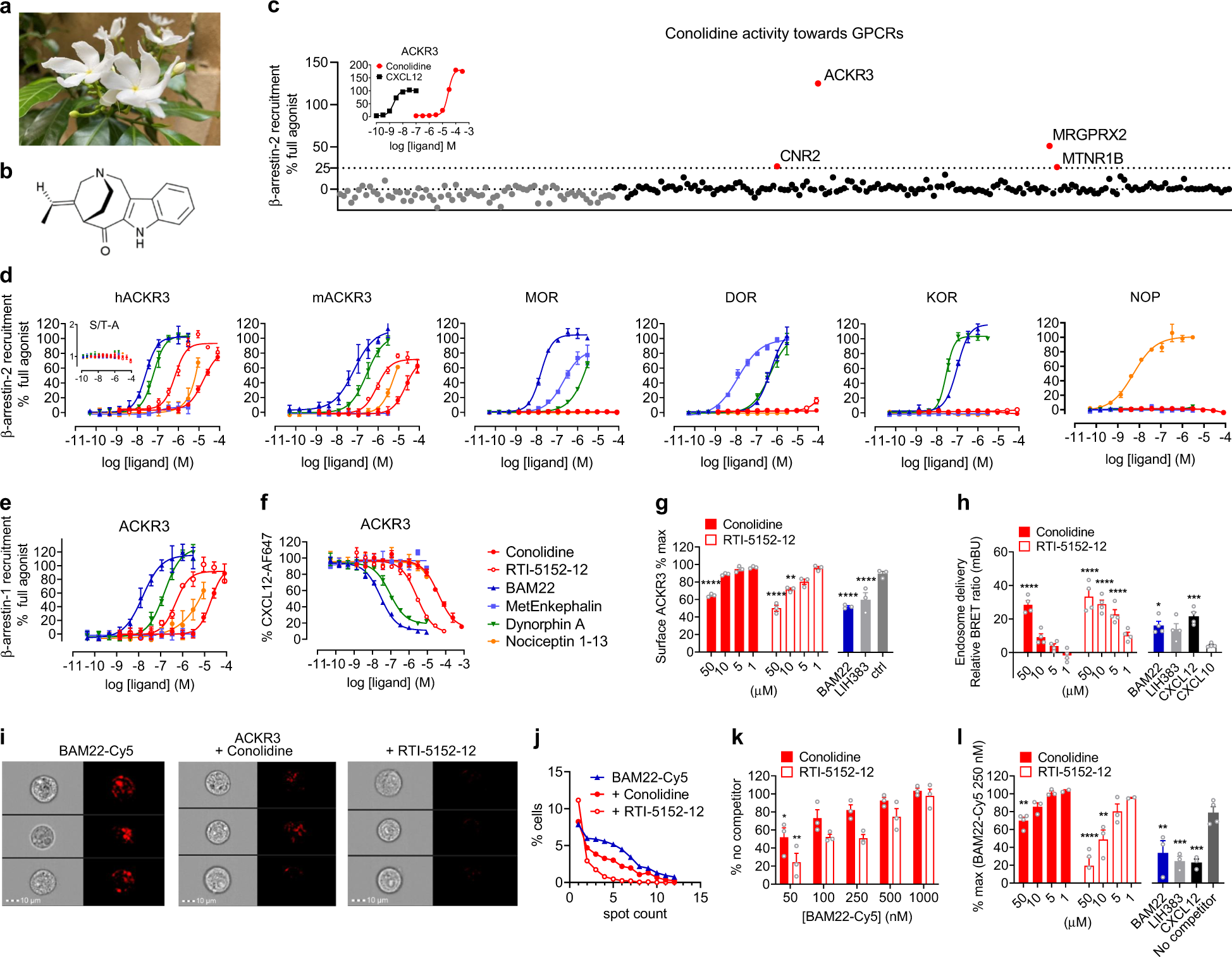The natural analgesic conolidine targets the newly identified opioid  scavenger ACKR3/CXCR7 | Signal Transduction and Targeted Therapy
