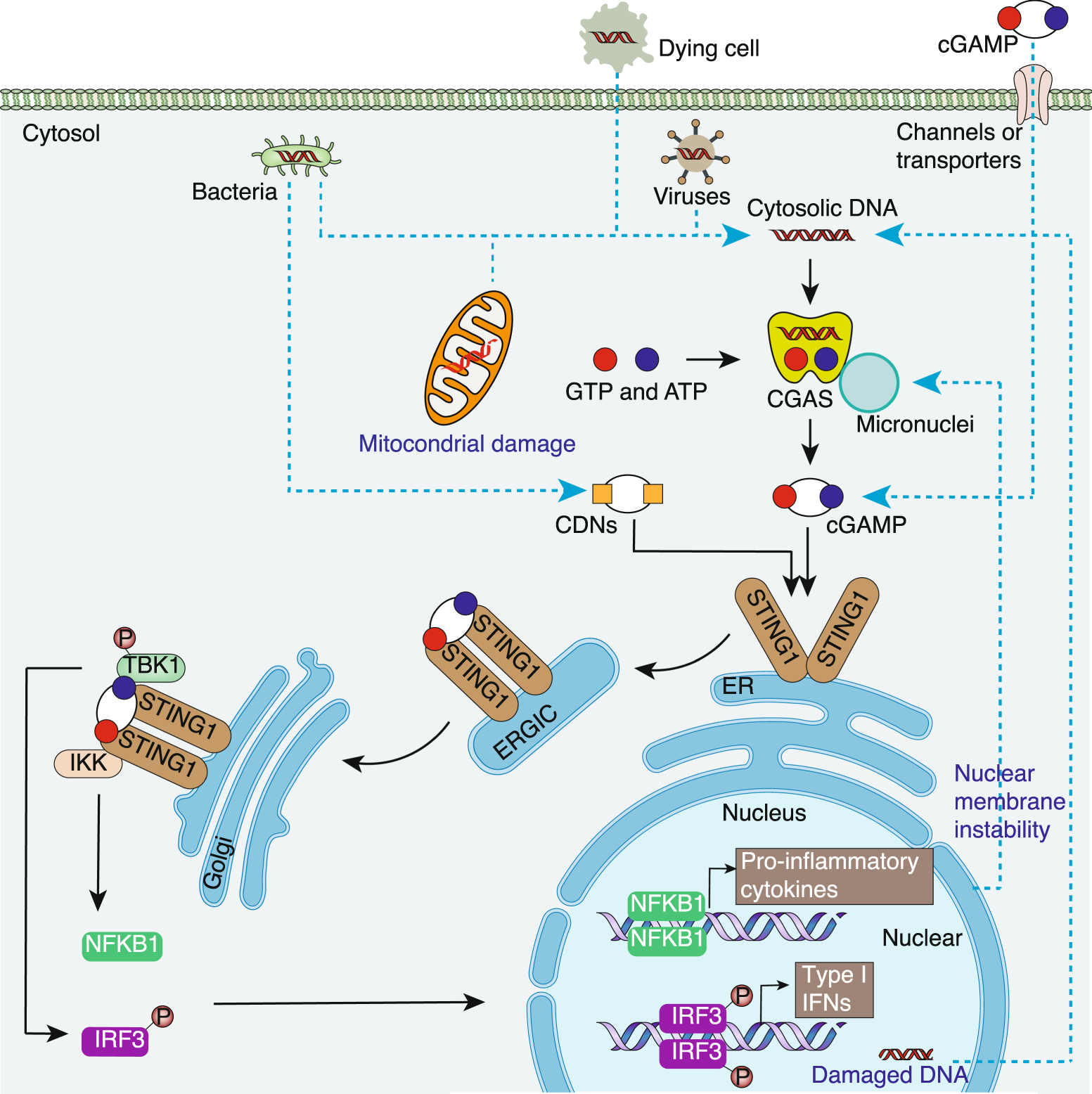 The STING1 network regulates autophagy and cell death | Signal Transduction  and Targeted Therapy