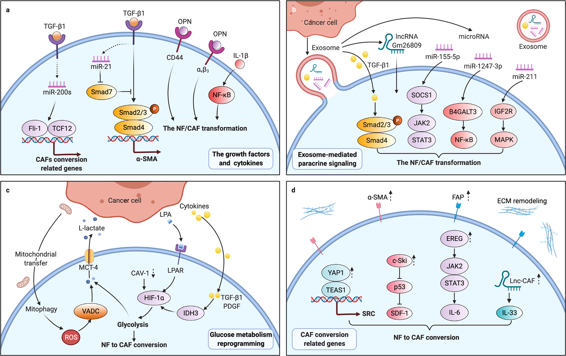 Signaling pathways in cancer-associated fibroblasts and targeted therapy  for cancer | Signal Transduction and Targeted Therapy