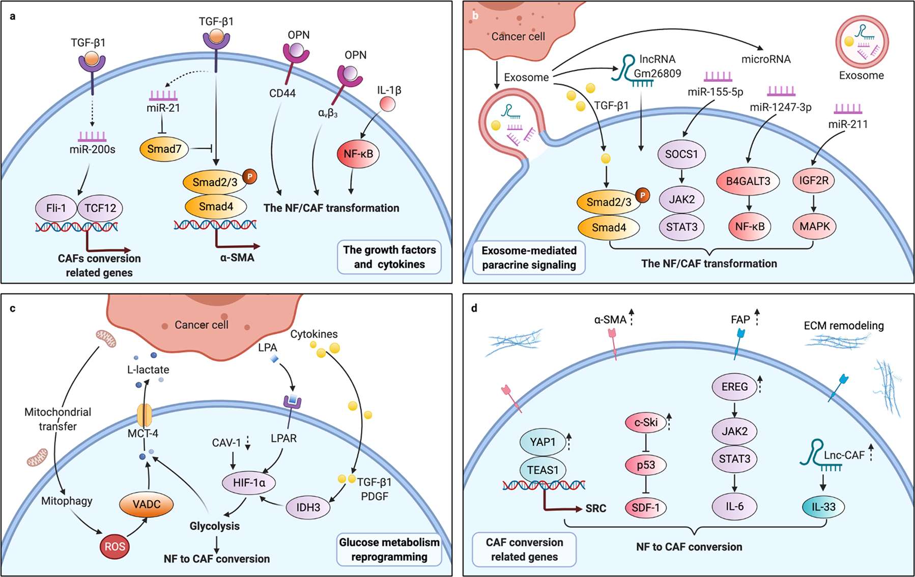 HSPA8 Activates Wnt/β‐Catenin Signaling to Facilitate BRAF V600E Colorectal  Cancer Progression by CMA‐Mediated CAV1 Degradation - Li - Advanced Science  - Wiley Online Library