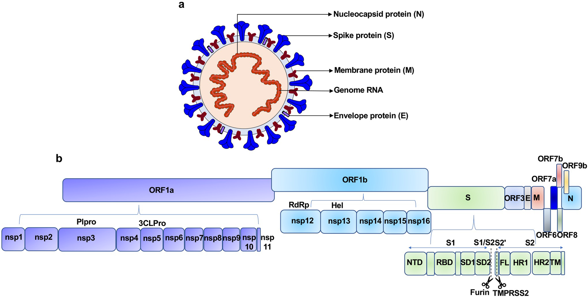 Molecular mechanism of interaction between SARS-CoV-2 and host cells and  interventional therapy