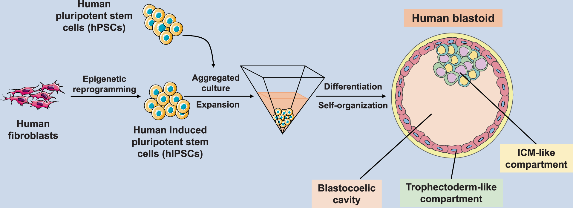 Blastoids: a new model for human blastocyst development | Signal  Transduction and Targeted Therapy