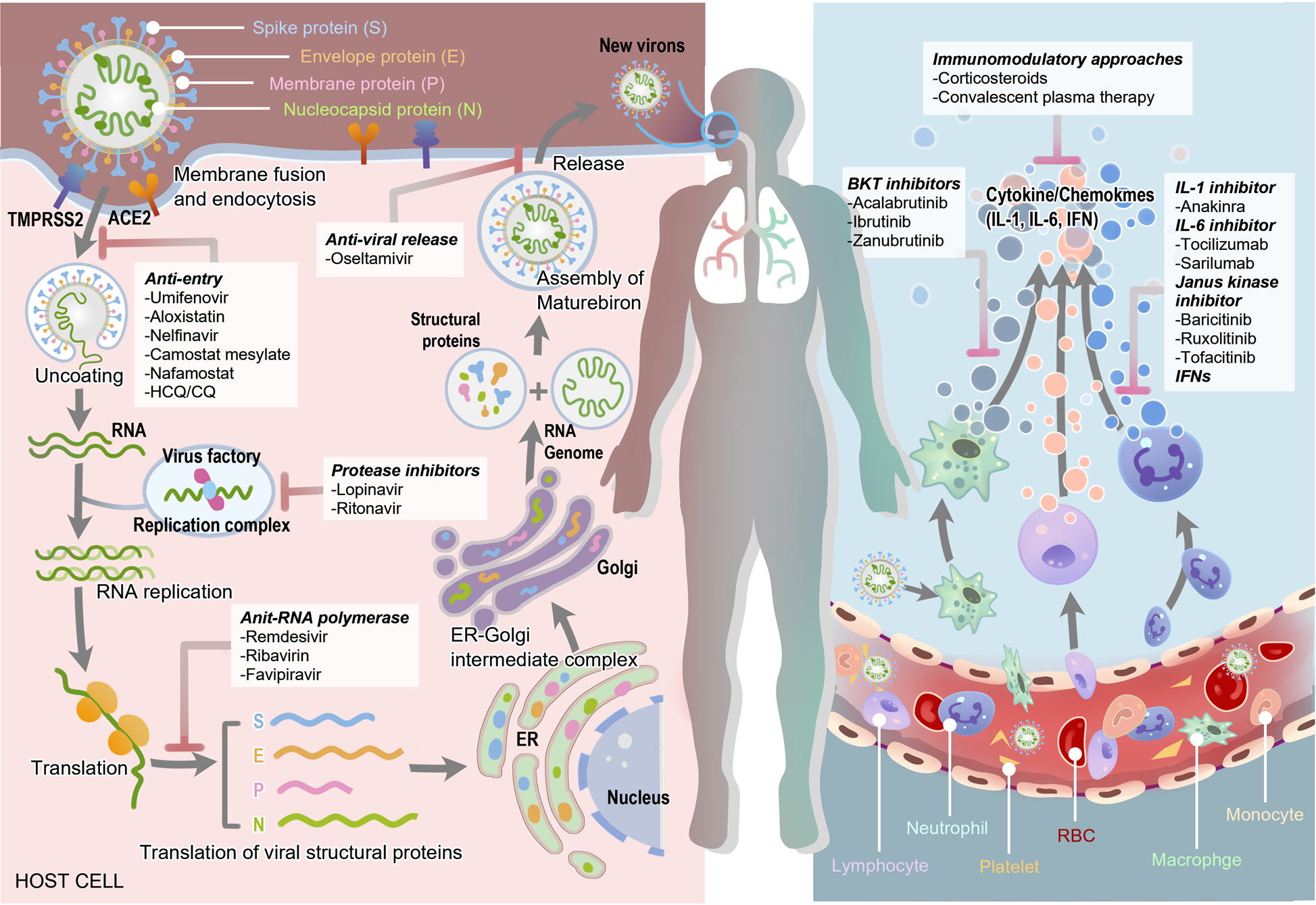Therapeutic targets and interventional strategies in COVID-19: mechanisms  and clinical studies | Signal Transduction and Targeted Therapy