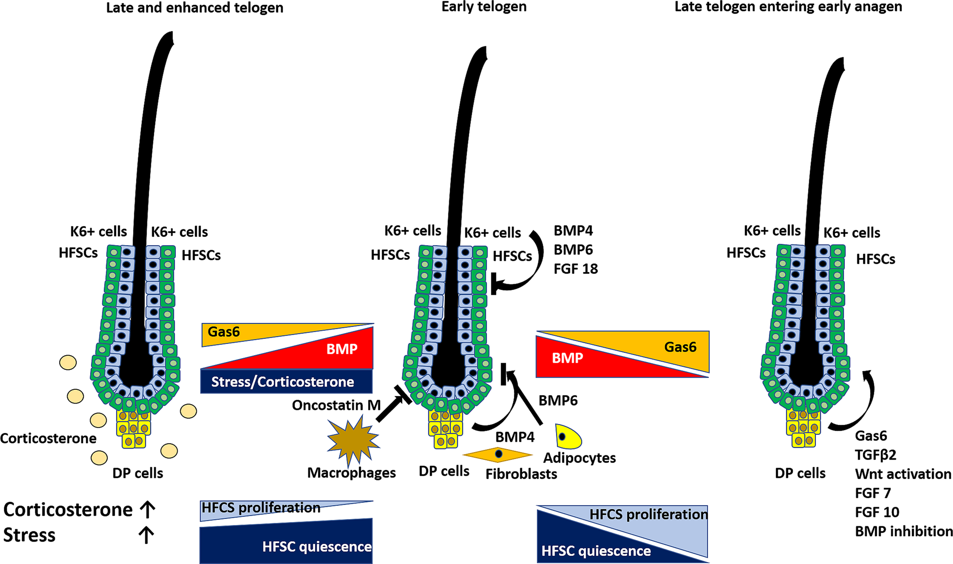 Keep quiet—how stress regulates hair follicle stem cells | Signal Transduction and Targeted Therapy Keep quiet—how stress regulates hair follicle stem cells | Signal Transduction and Targeted Therapy