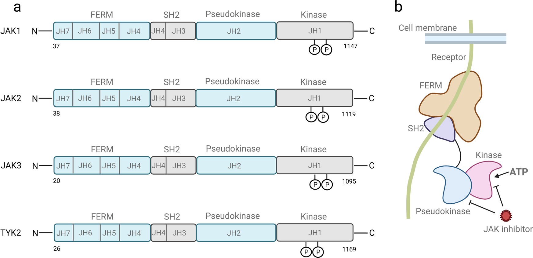 Design and Synthesis of Ligand Efficient Dual Inhibitors of Janus