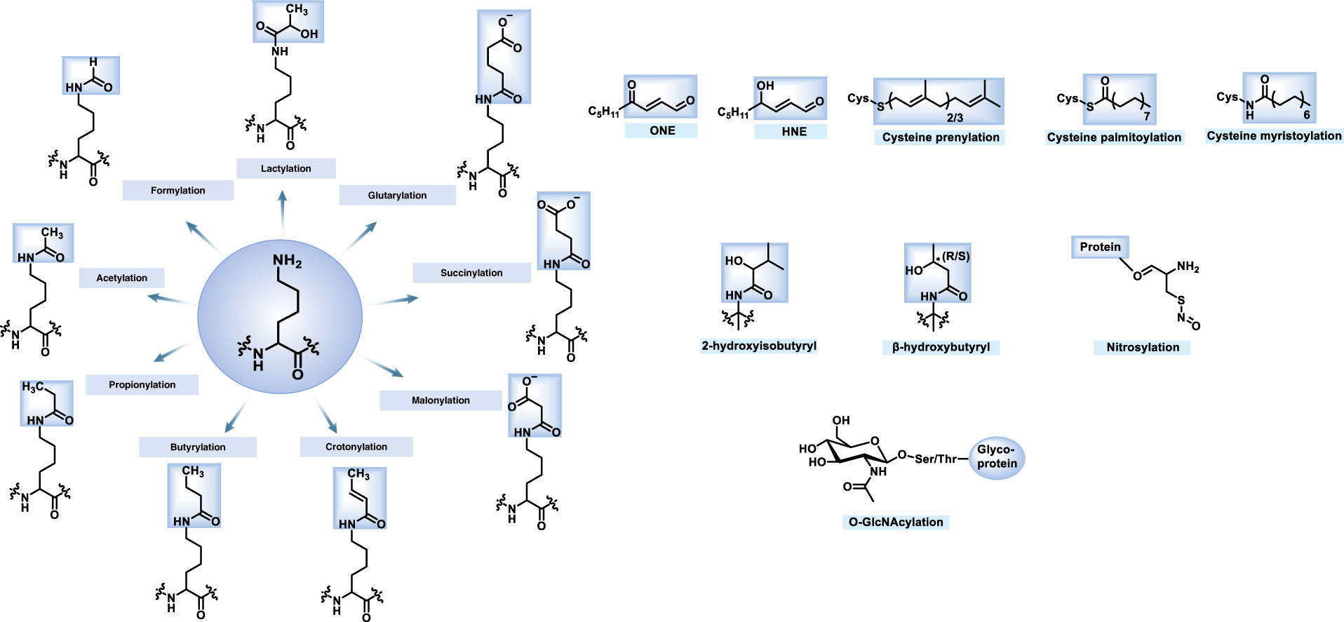 Insights Into The Post Translational Modification And Its Emerging Role In Shaping The Tumor Microenvironment Signal Transduction And Targeted Therapy