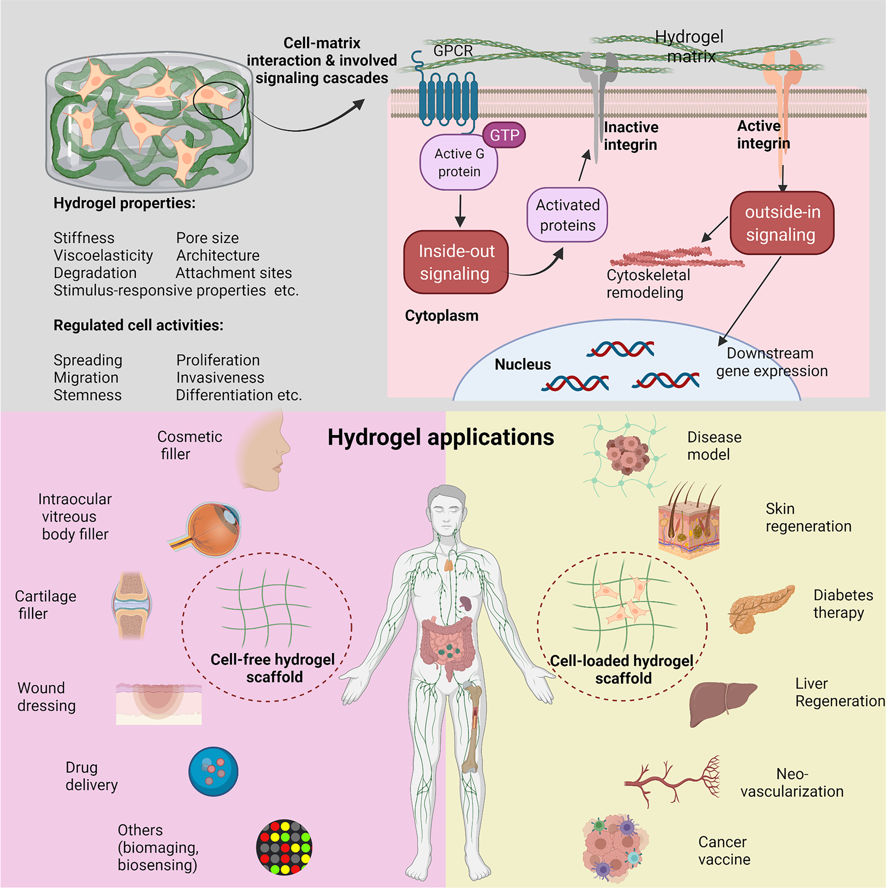 In vivo corneal elastography: A topical review of challenges and  opportunities - Computational and Structural Biotechnology Journal