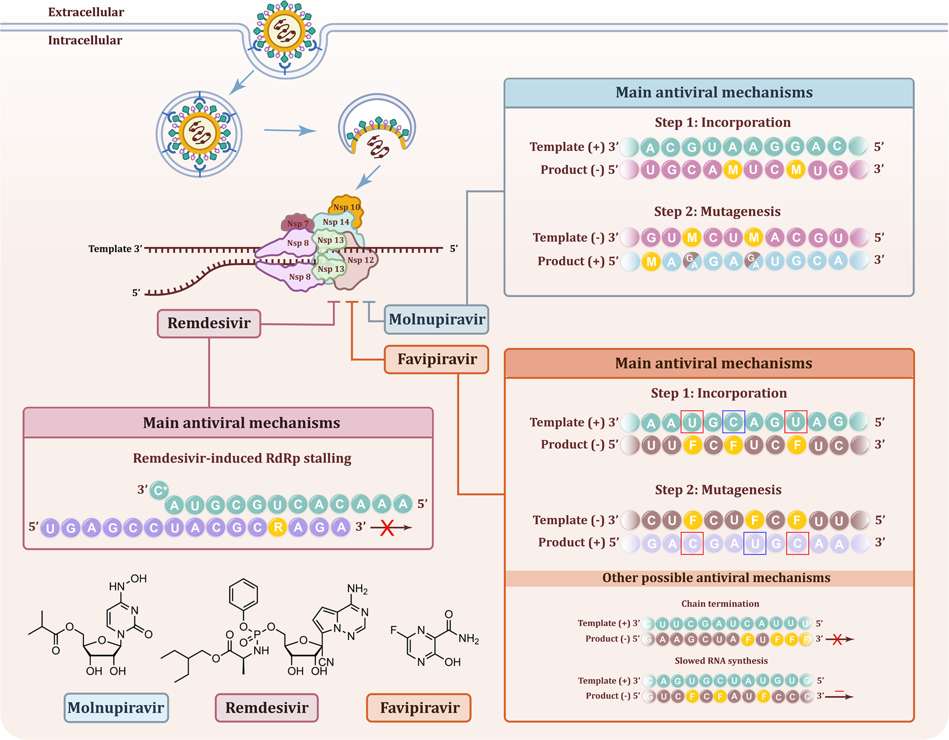 A novel model of molnupiravir against SARS-CoV-2 replication: accumulated  RNA mutations to induce error catastrophe | Signal Transduction and  Targeted Therapy