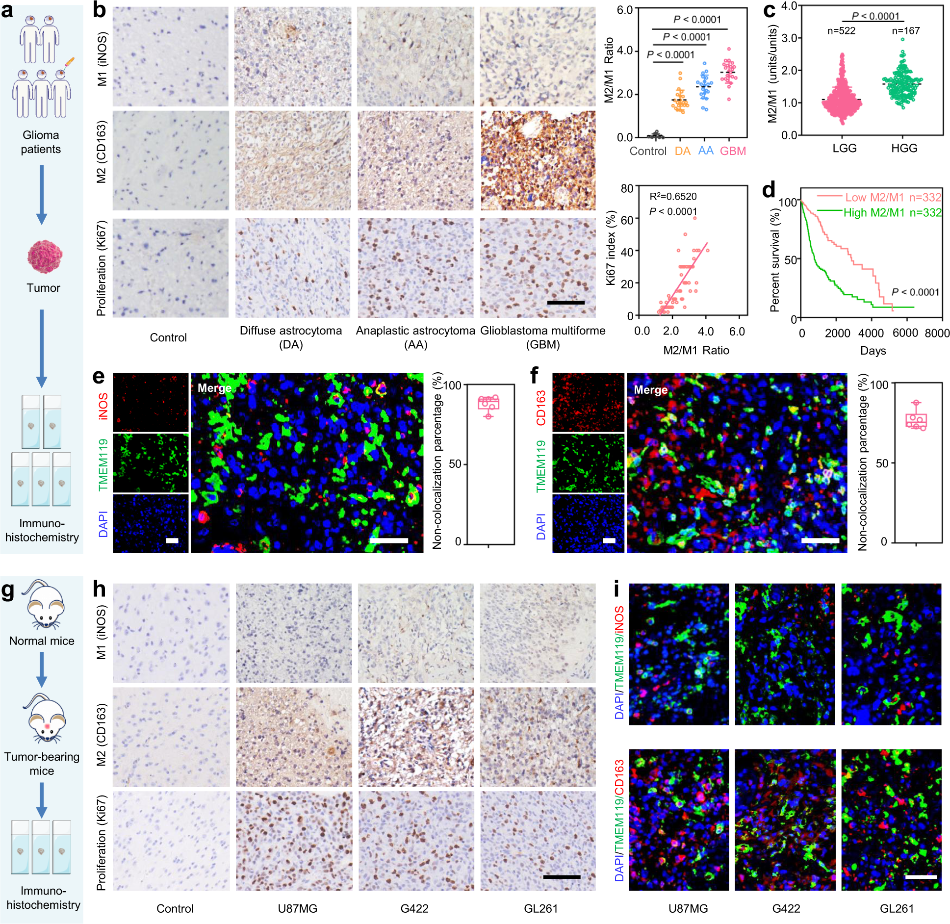 Exploration and functionalization of M1-macrophage extracellular vesicles  for effective accumulation in glioblastoma and strong synergistic  therapeutic effects | Signal Transduction and Targeted Therapy
