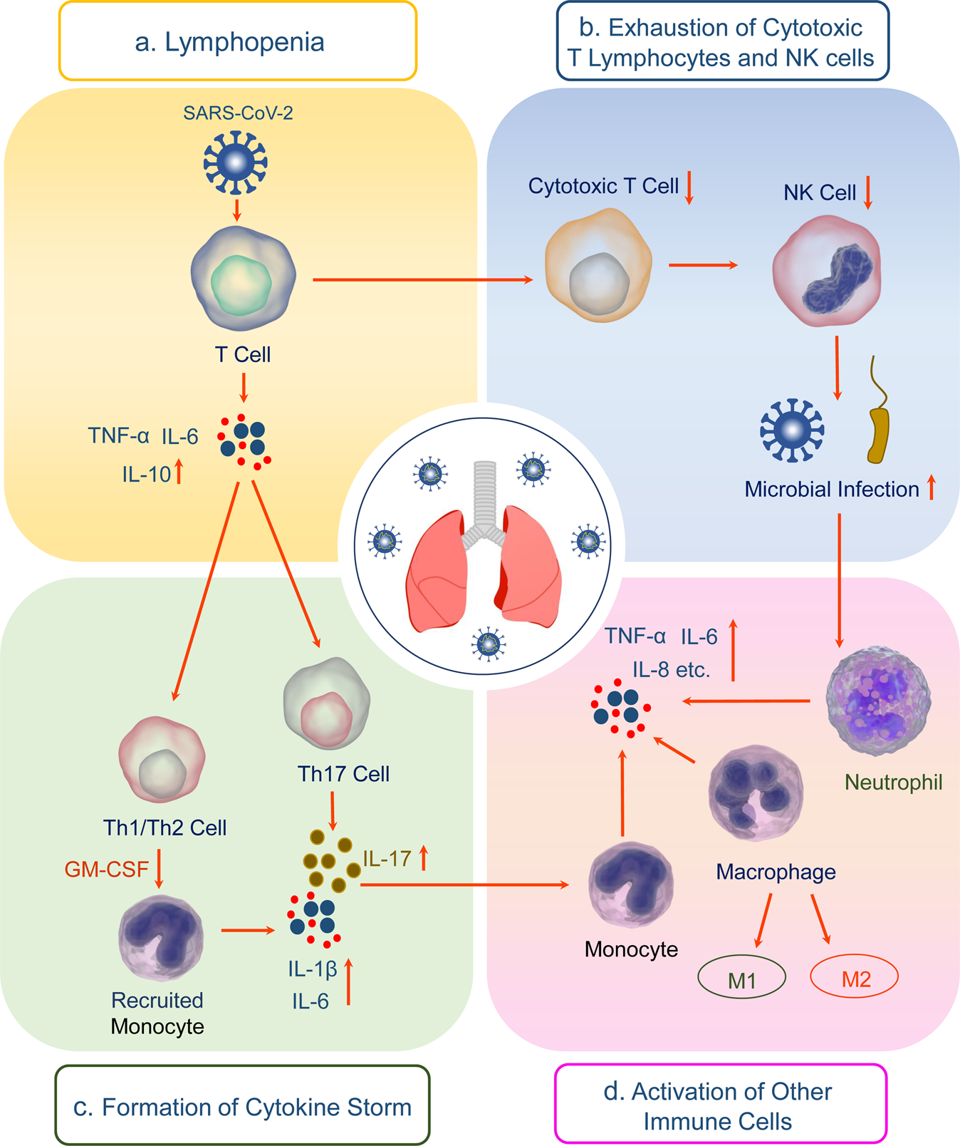 The mechanism underlying extrapulmonary complications of the coronavirus  disease 2019 and its therapeutic implication | Signal Transduction and  Targeted Therapy