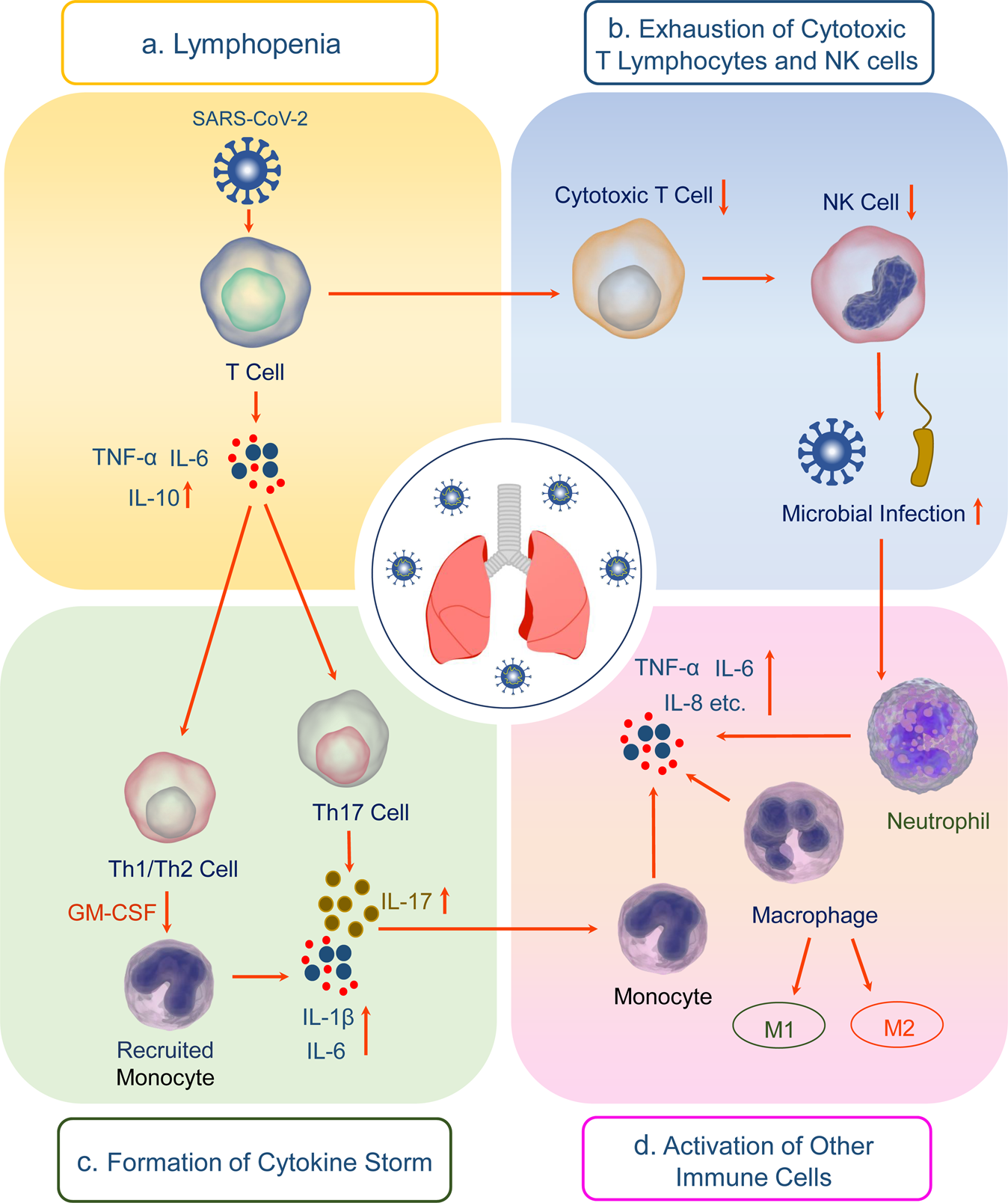 The mechanism underlying extrapulmonary complications of the