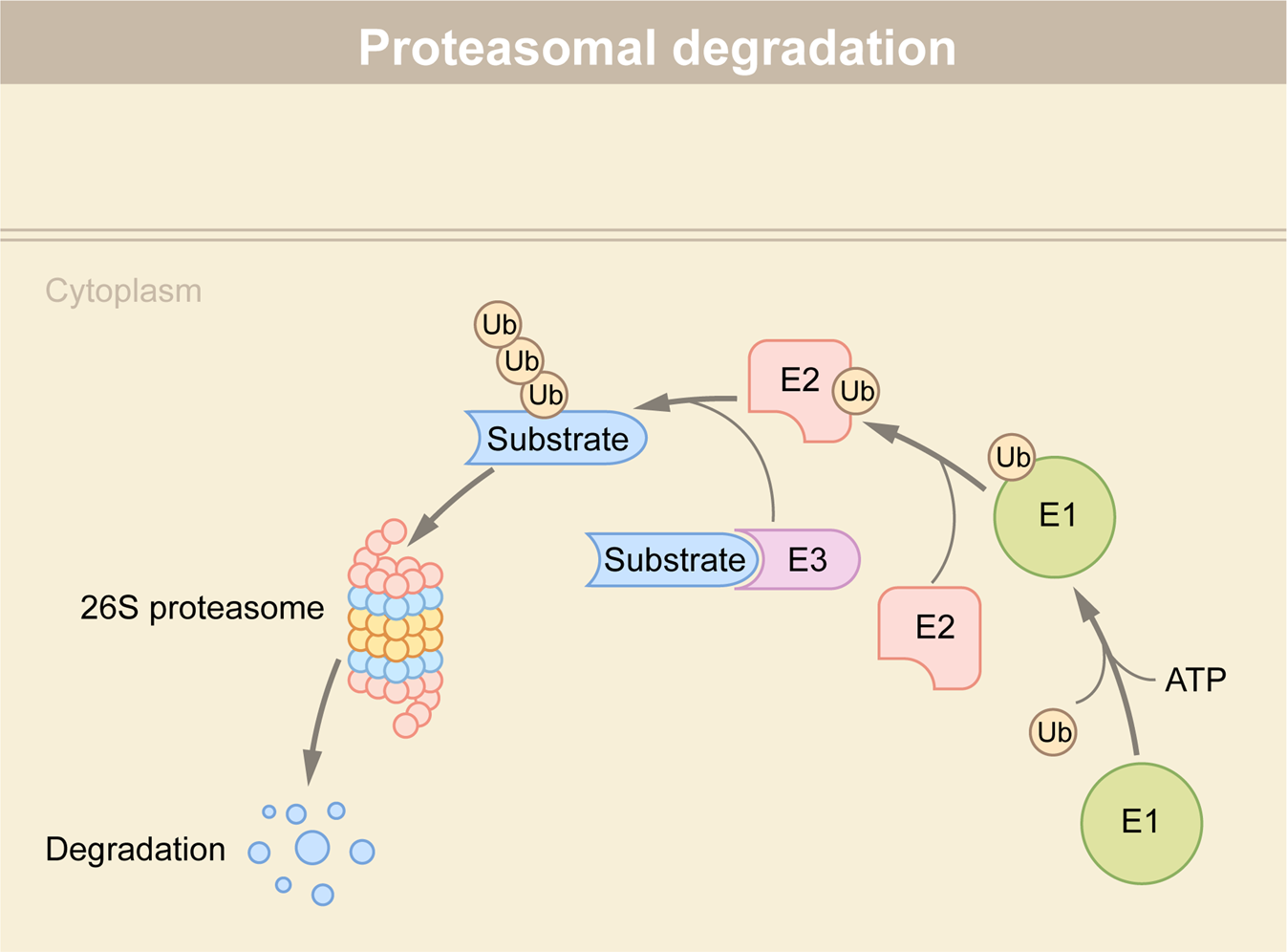 Frontiers  Applications of Bacterial Degrons and Degraders — Toward  Targeted Protein Degradation in Bacteria