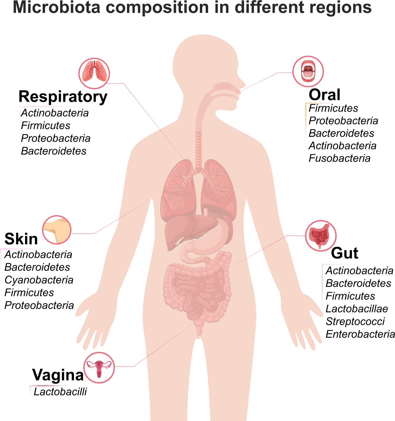 The Mammary Glands - Medika Life :: Understanding Human Anatomy