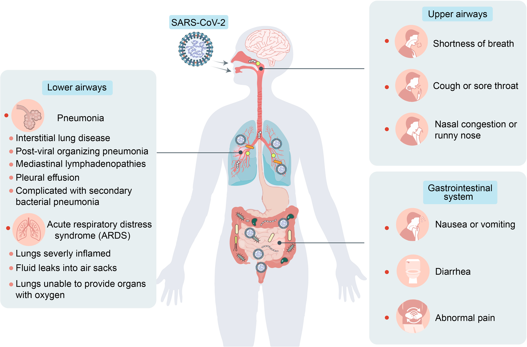 Alterations in microbiota of patients with COVID-19: potential mechanisms  and therapeutic interventions | Signal Transduction and Targeted Therapy
