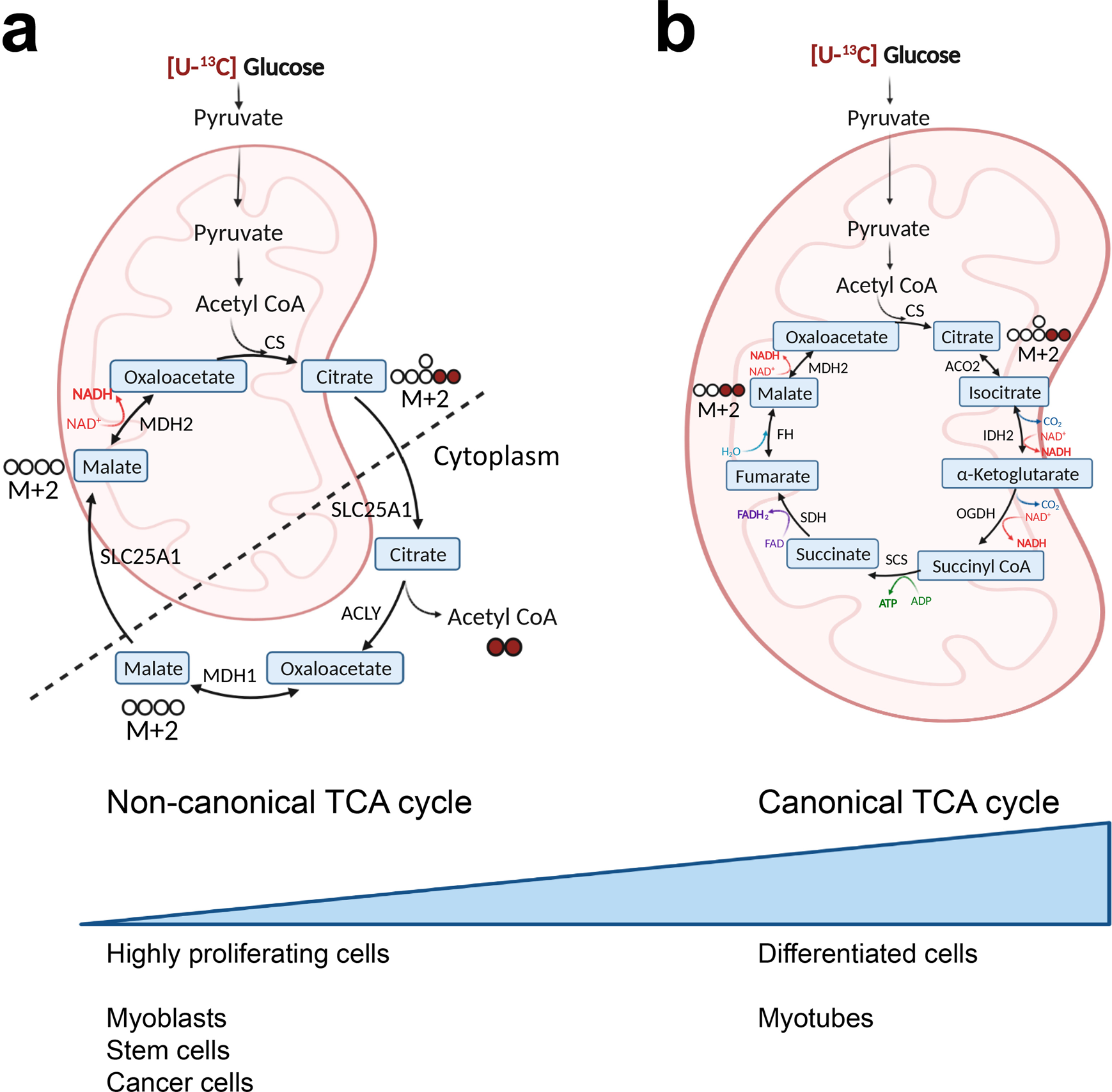 Light shed on a non-canonical TCA cycle: cell state regulation