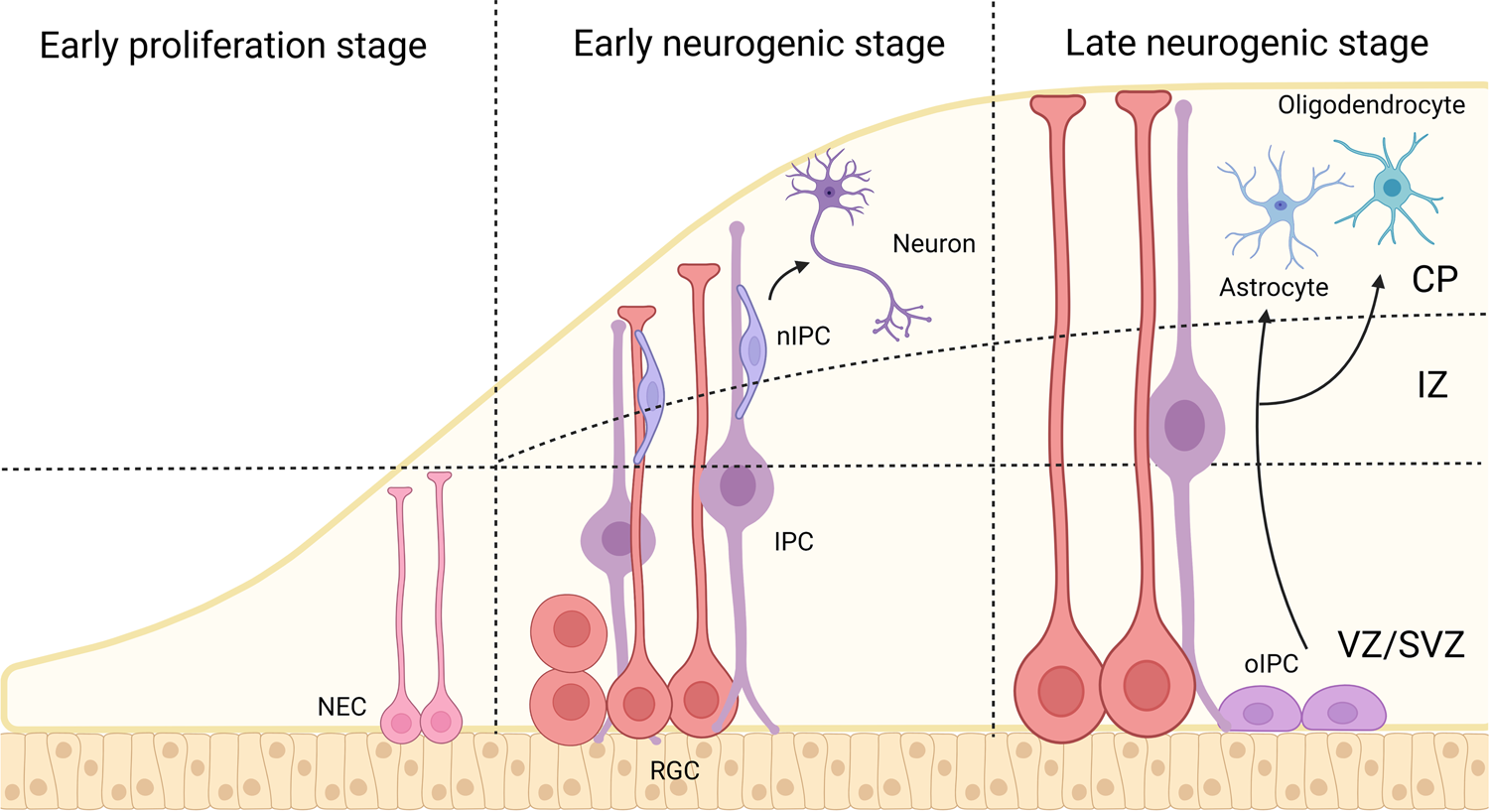 Genes involved in histone acetylation known to cause rare diseases