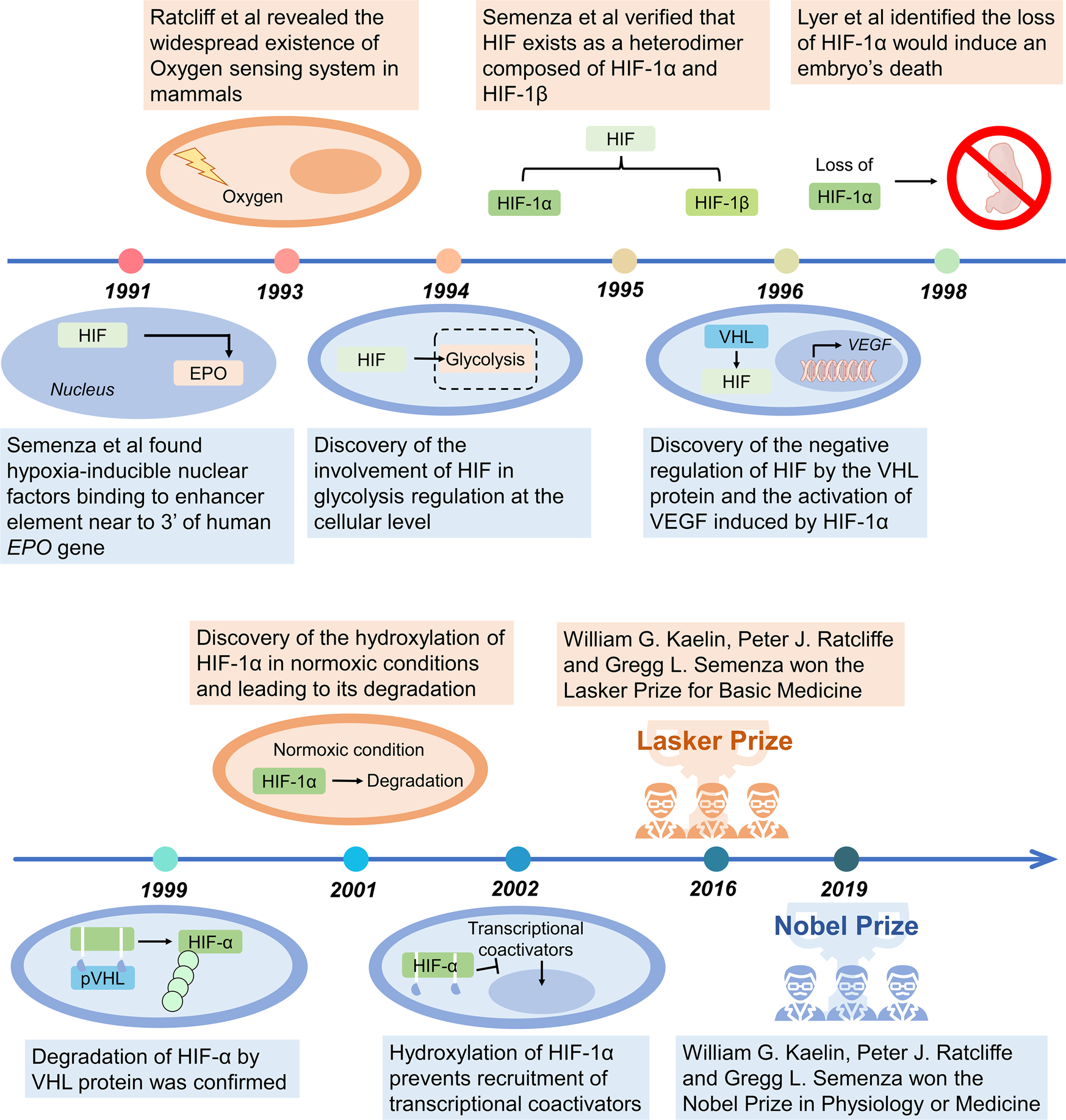 Hypoxia signaling in human health and diseases: implications and prospects  for therapeutics | Signal Transduction and Targeted Therapy