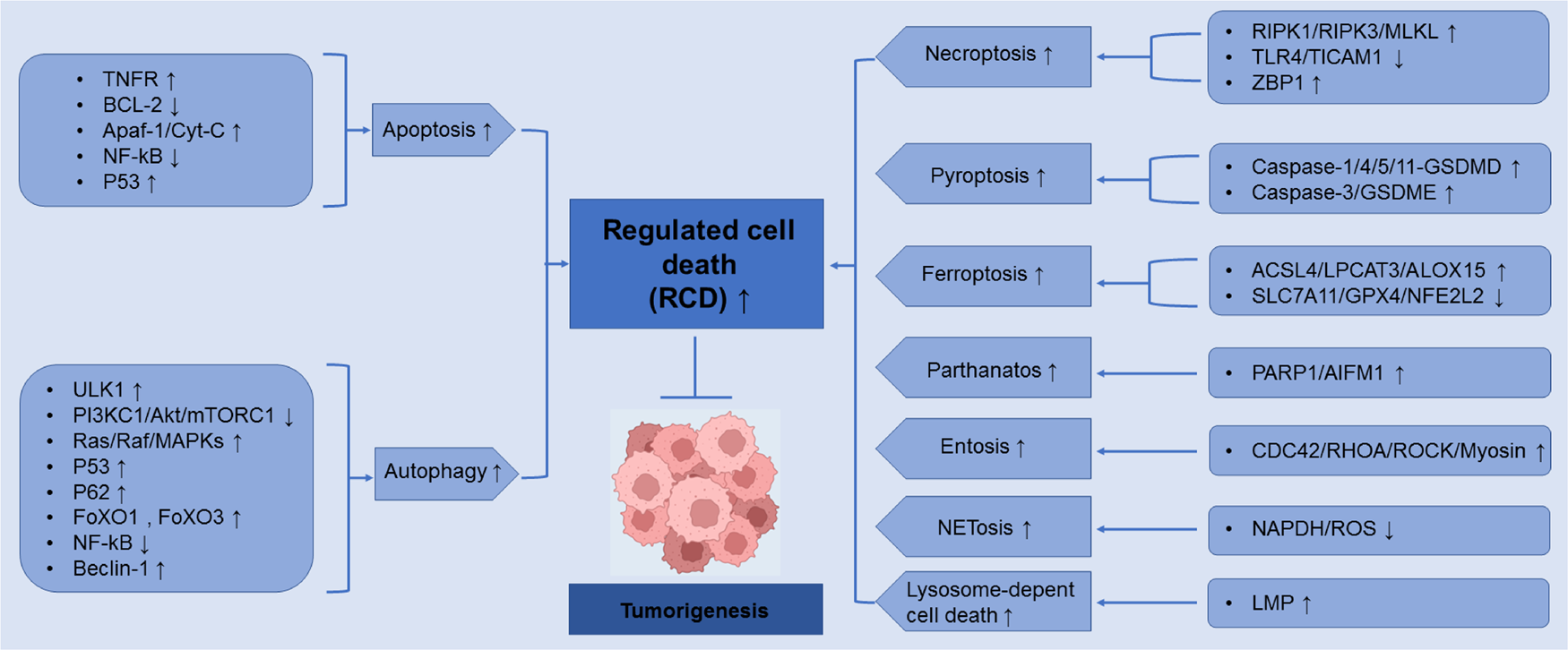 1750px x 726px - Regulated cell death (RCD) in cancer: key pathways and targeted therapies |  Signal Transduction and Targeted Therapy