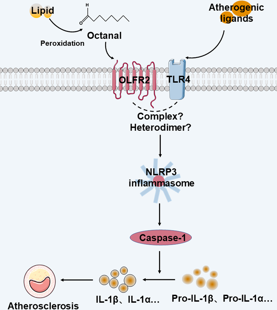 Role of ectopic olfactory receptors in glucose and lipid