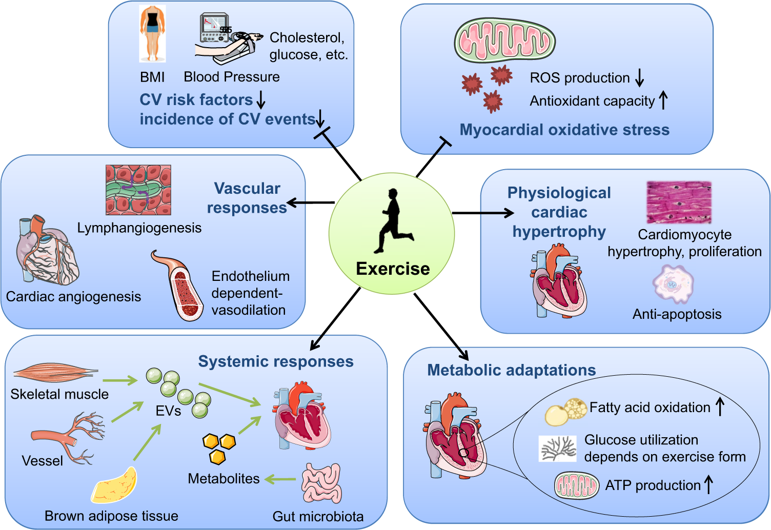 Exercise training maintains cardiovascular health signaling pathways involved and potential therapeutics Signal Transduction and Targeted Therapy photo image
