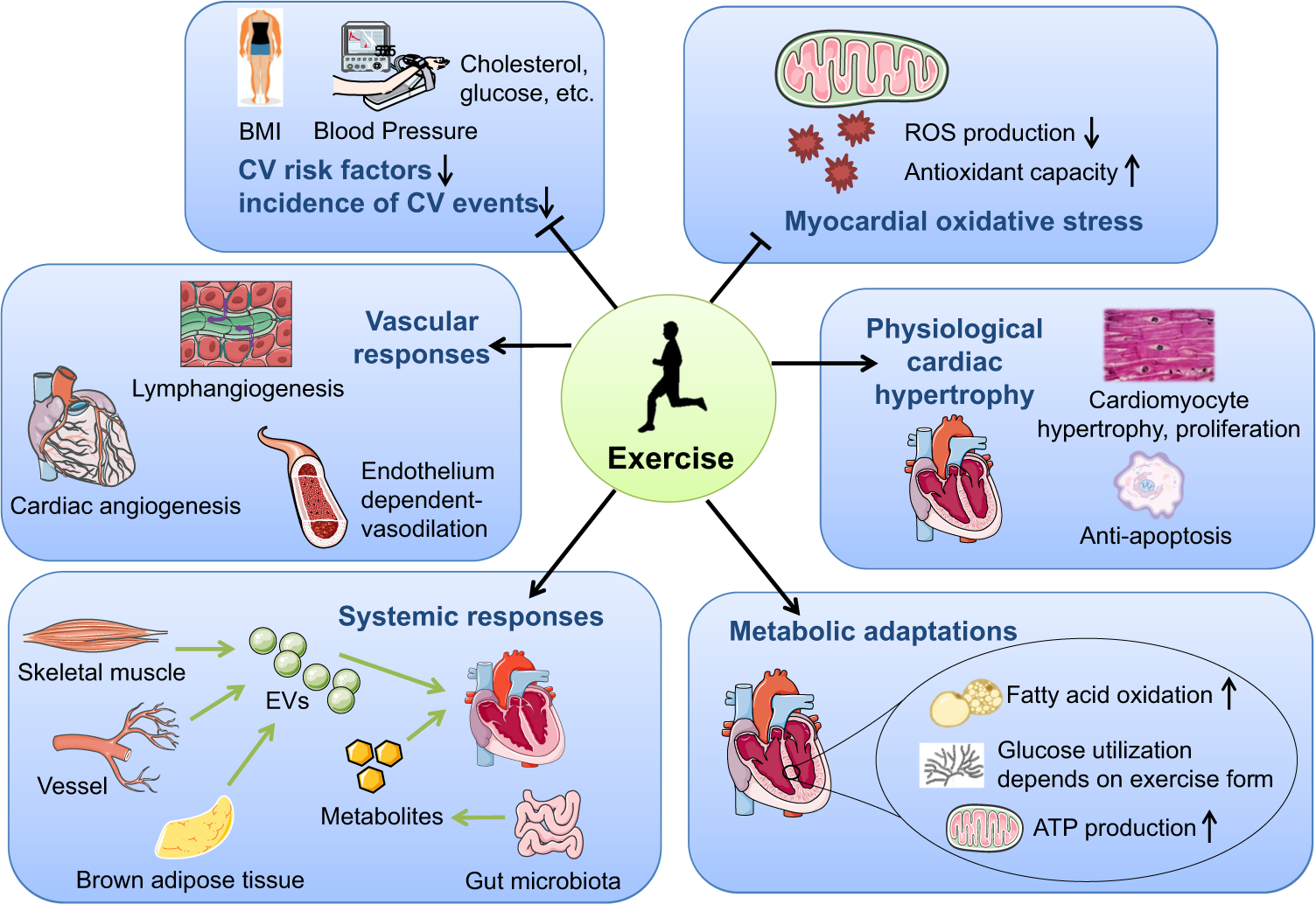 Dose-Response Association Between Level of Physical Activity and Mortality  in Normal, Elevated, and High Blood Pressure