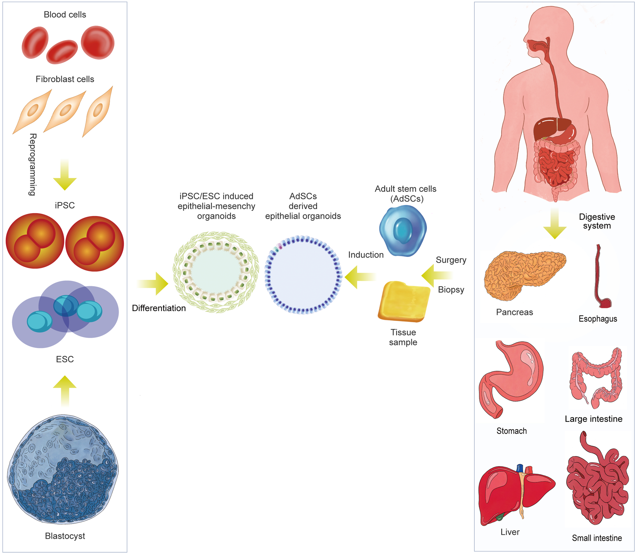 of human organoids in the personalized treatment for diseases | Signal Transduction Targeted Therapy