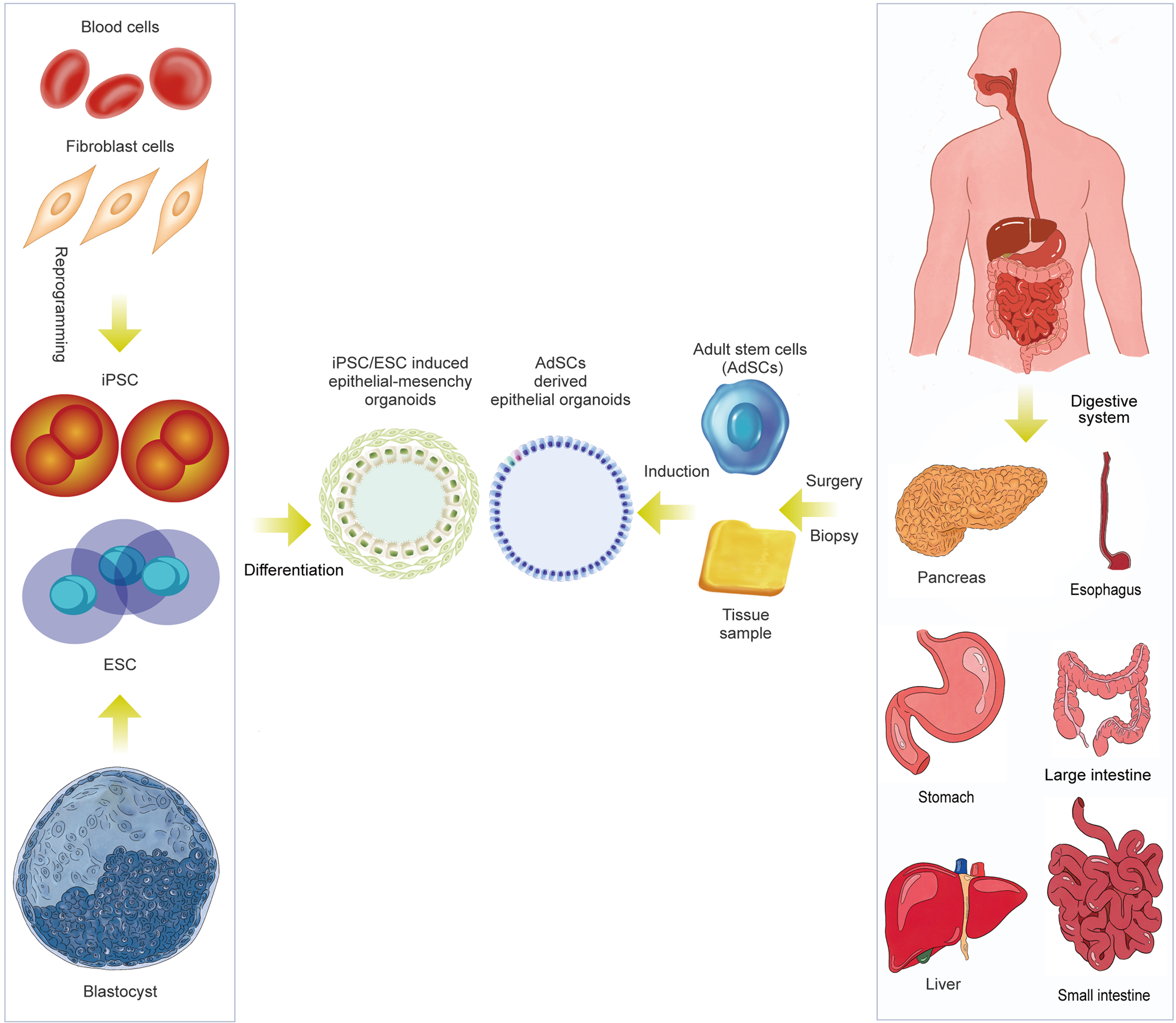 A human multi-lineage hepatic organoid model for liver fibrosis