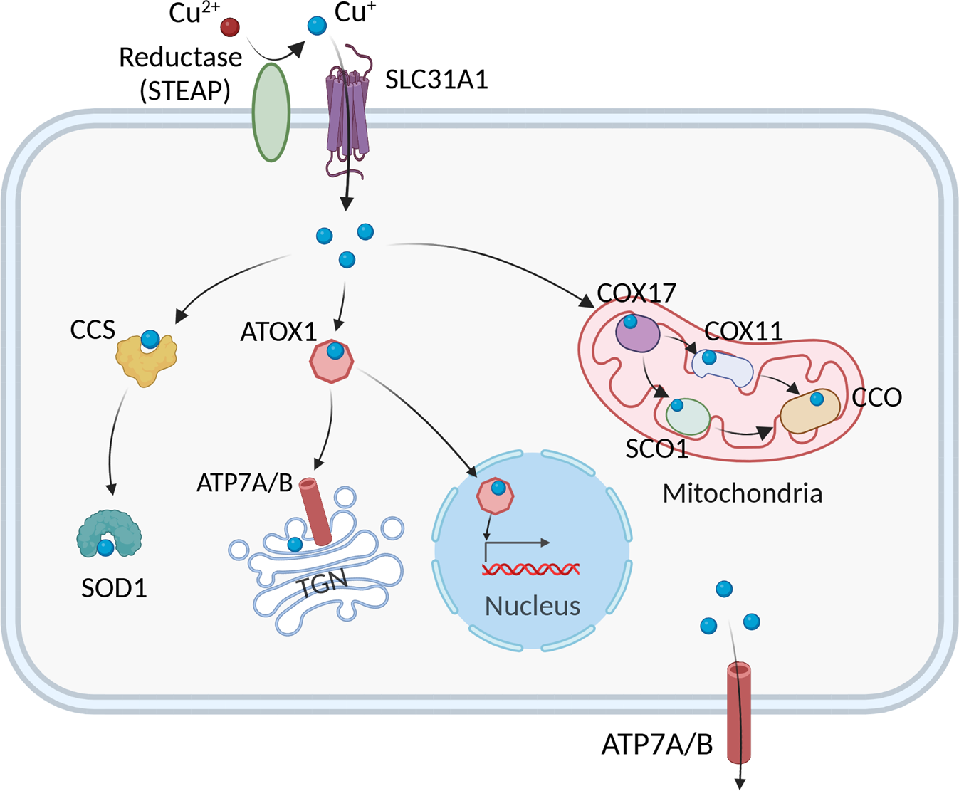 Relative Uptake, Metabolism, and β-Receptor Binding of (1R,2S)-4