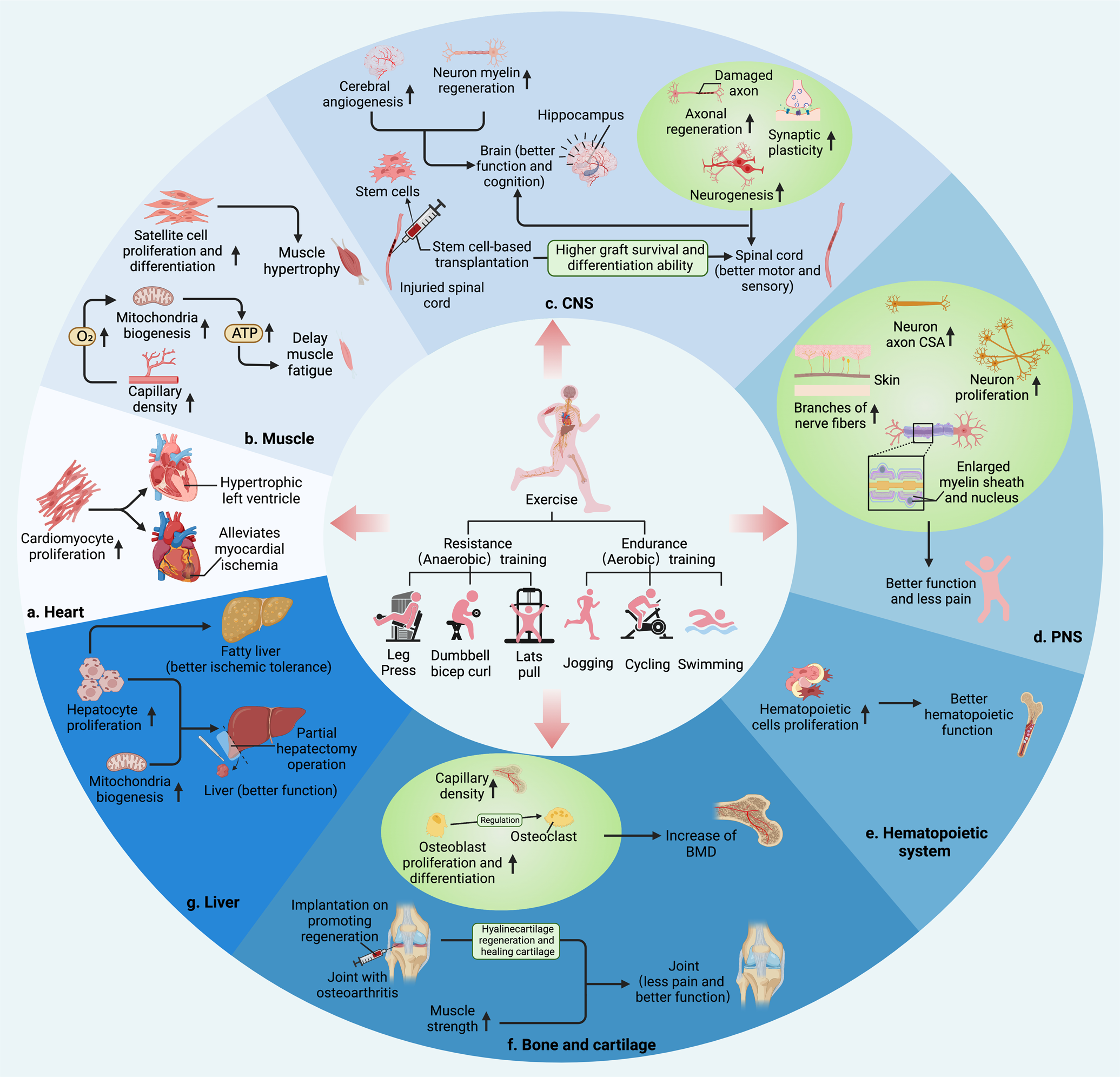 Molecular mechanisms of exercise contributing to tissue